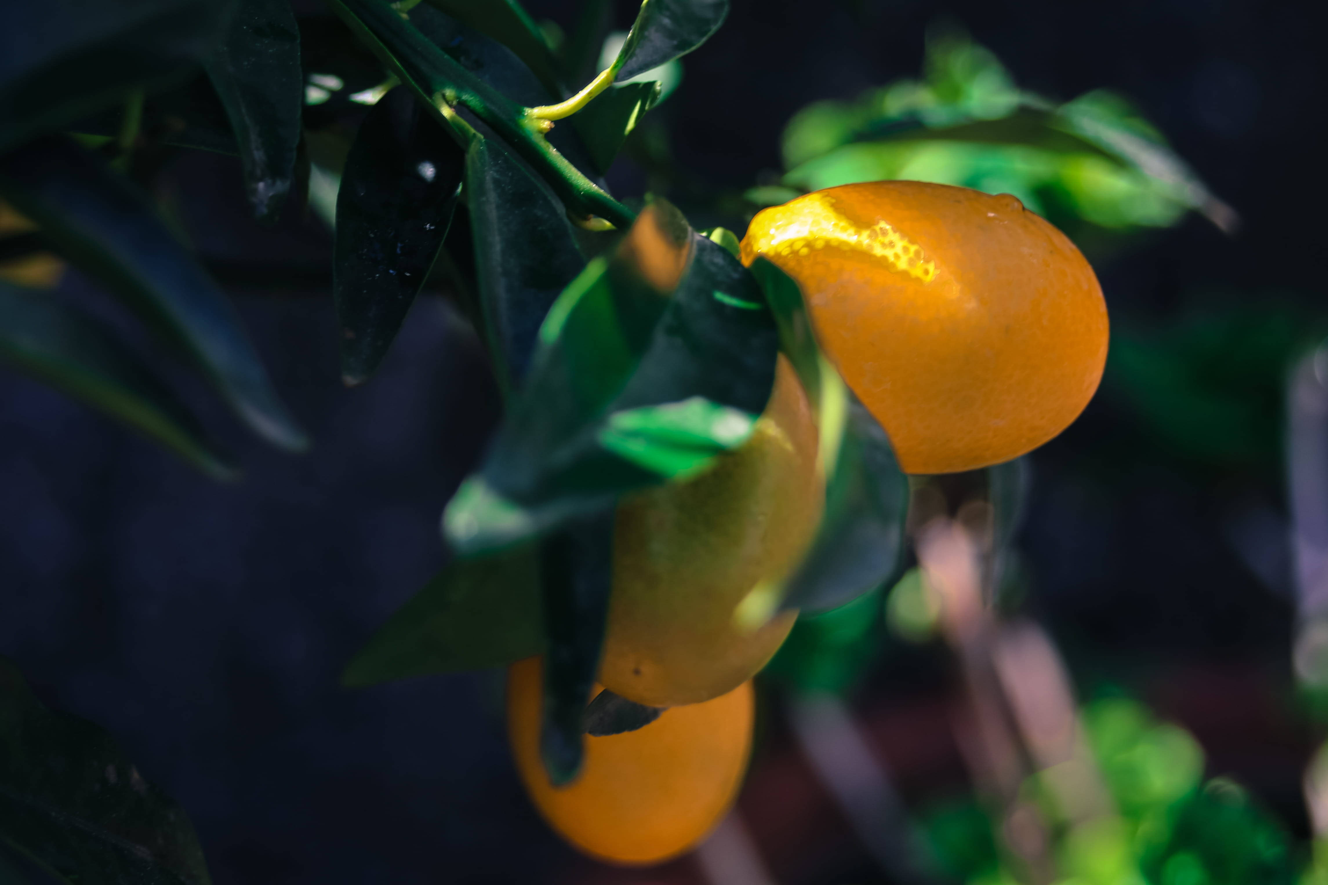 Fruits 桌布 壁紙 — 一顆單獨的陽光照射的金桔掛在帶有光澤綠葉的樹枝上，背景是深色模糊的。