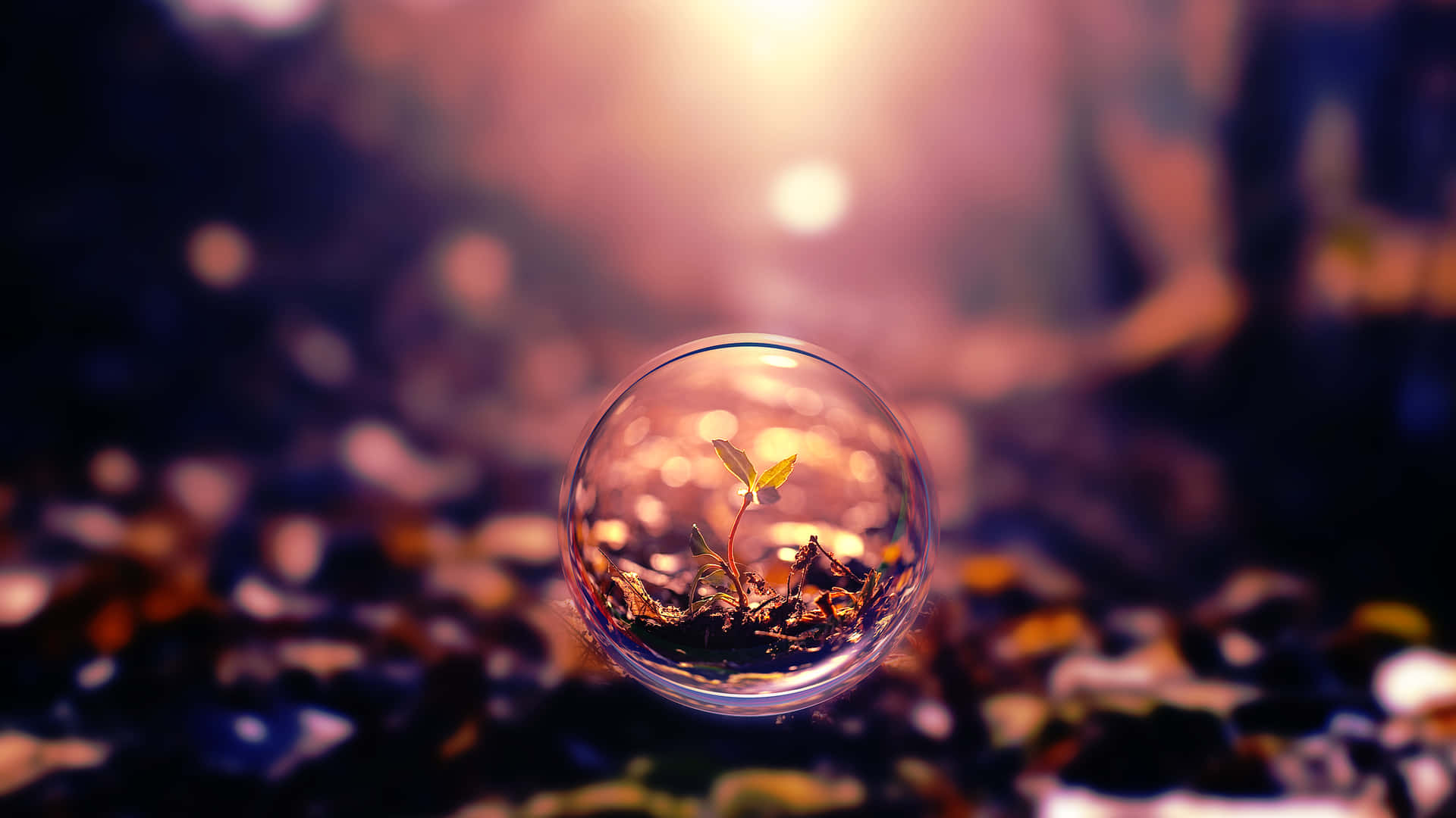 美學 桌布 壁紙 — 一顆嬌嫩的幼苗在溫暖的金色光芒下，於彩色卵石床上的玻璃球內生長。