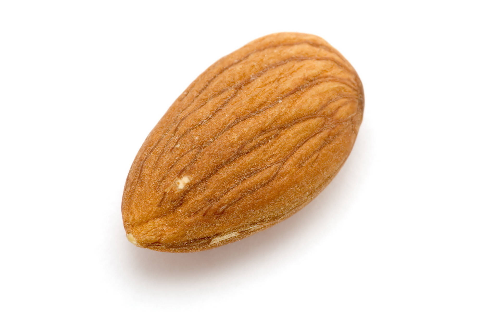Almond 桌布 壁紙 — 一顆帶有紋理棕色外殼的單粒杏仁，放置在潔白的背景上。