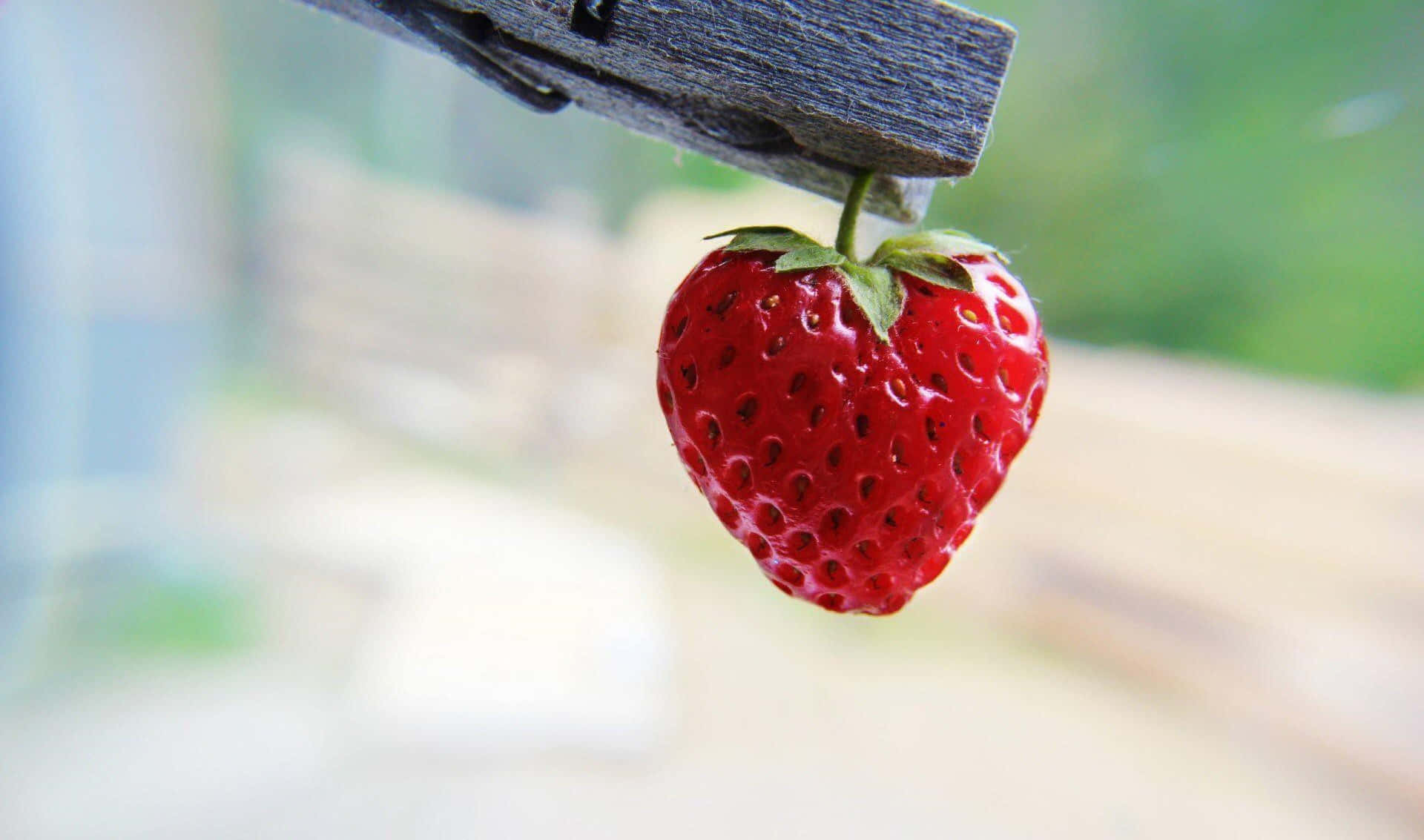 Cute Strawberry 桌布 壁紙 — 一顆成熟的紅色草莓掛在一個風化的木衣夾上，背景是柔和模糊的戶外景色。