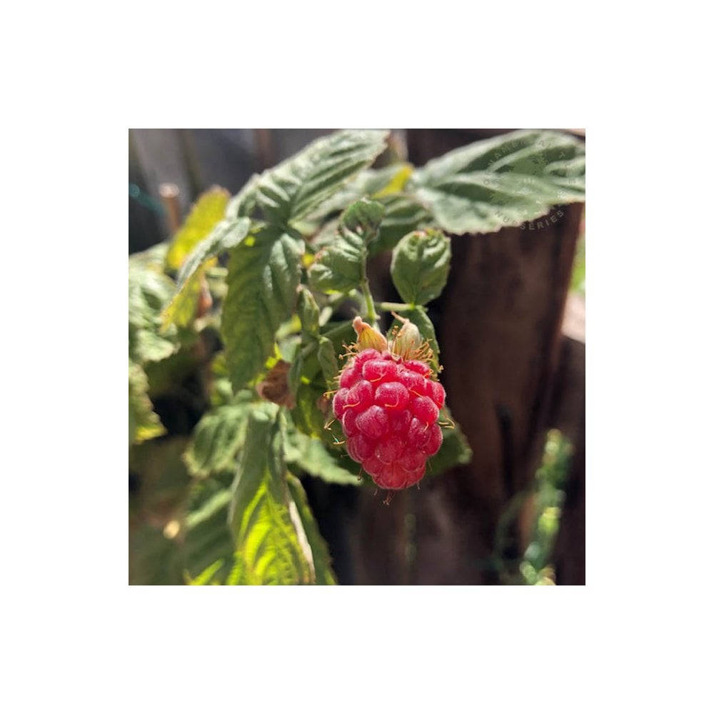 Berry 桌布 壁紙 — 一顆成熟的紅覆盆子在陽光下閃閃發光，周圍是茂密的綠葉，背景是木柵欄。
