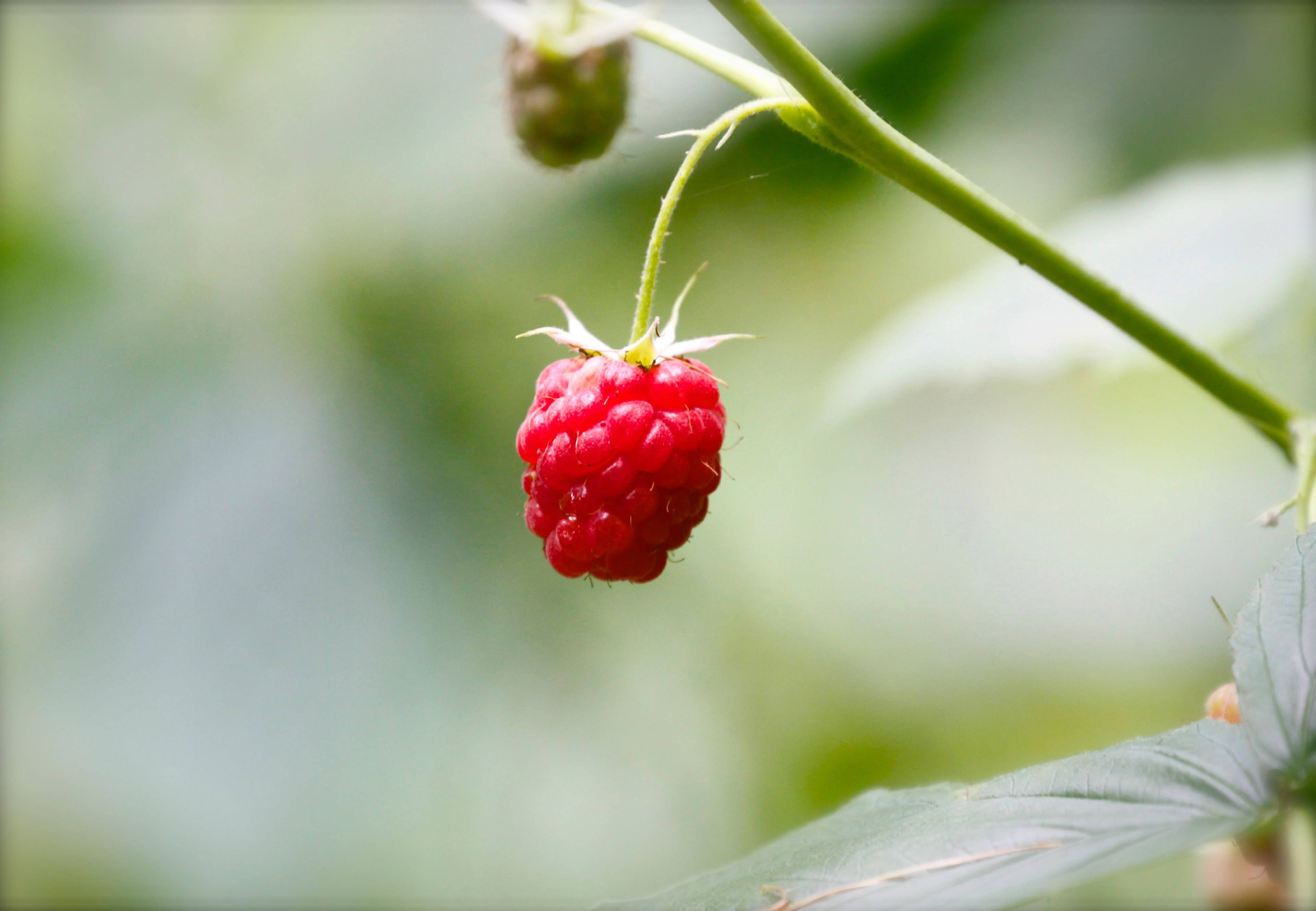 Fruit 桌布 壁紙 — 一顆成熟的紅覆盆子從綠色的莖上優雅地垂掛下來，背景是柔和模糊的葉子。