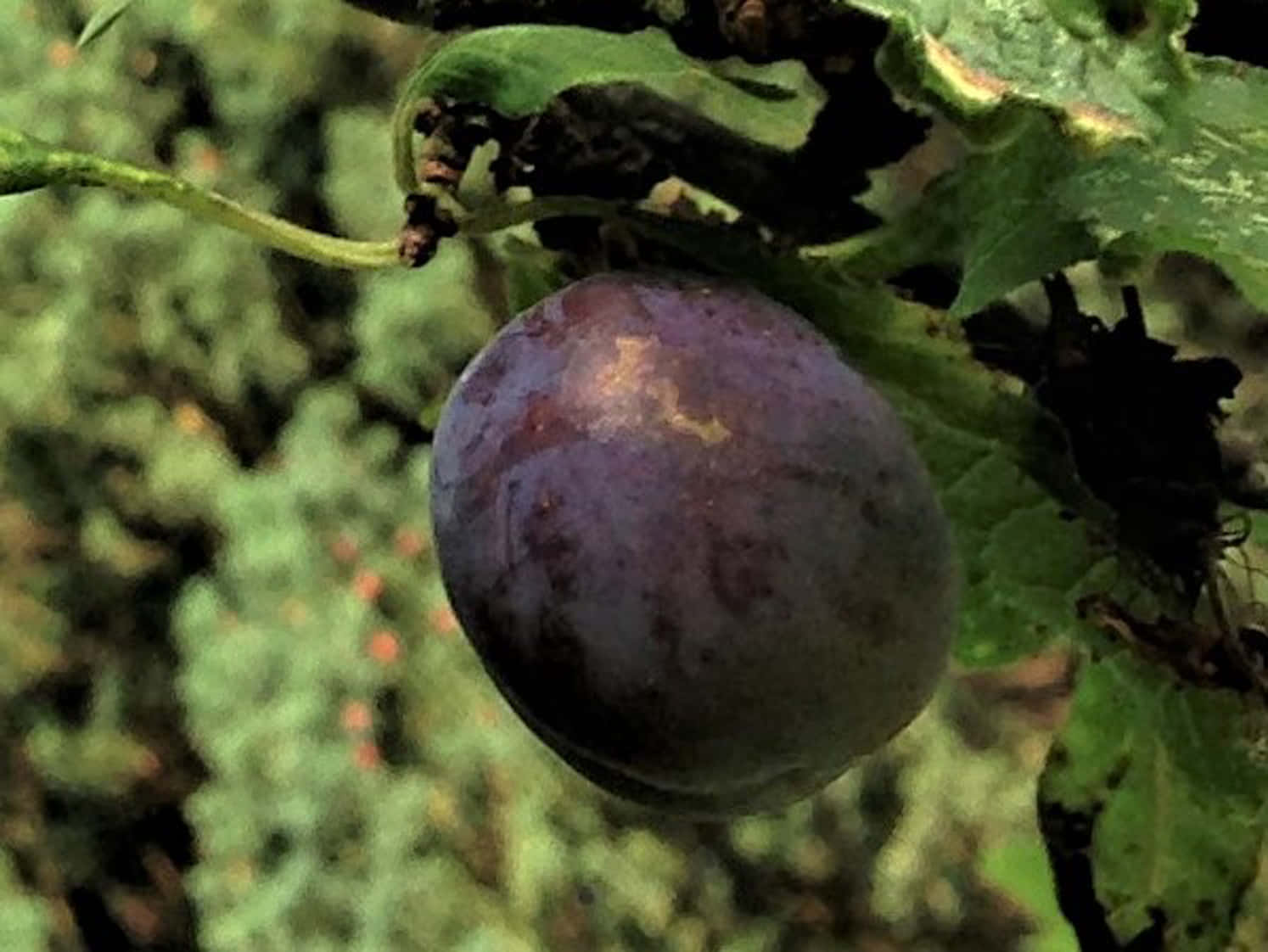 Fruit 桌布 壁紙 — 一顆成熟的紫色李子掛在樹枝上，周圍是茂密的綠葉，處於自然環境中。