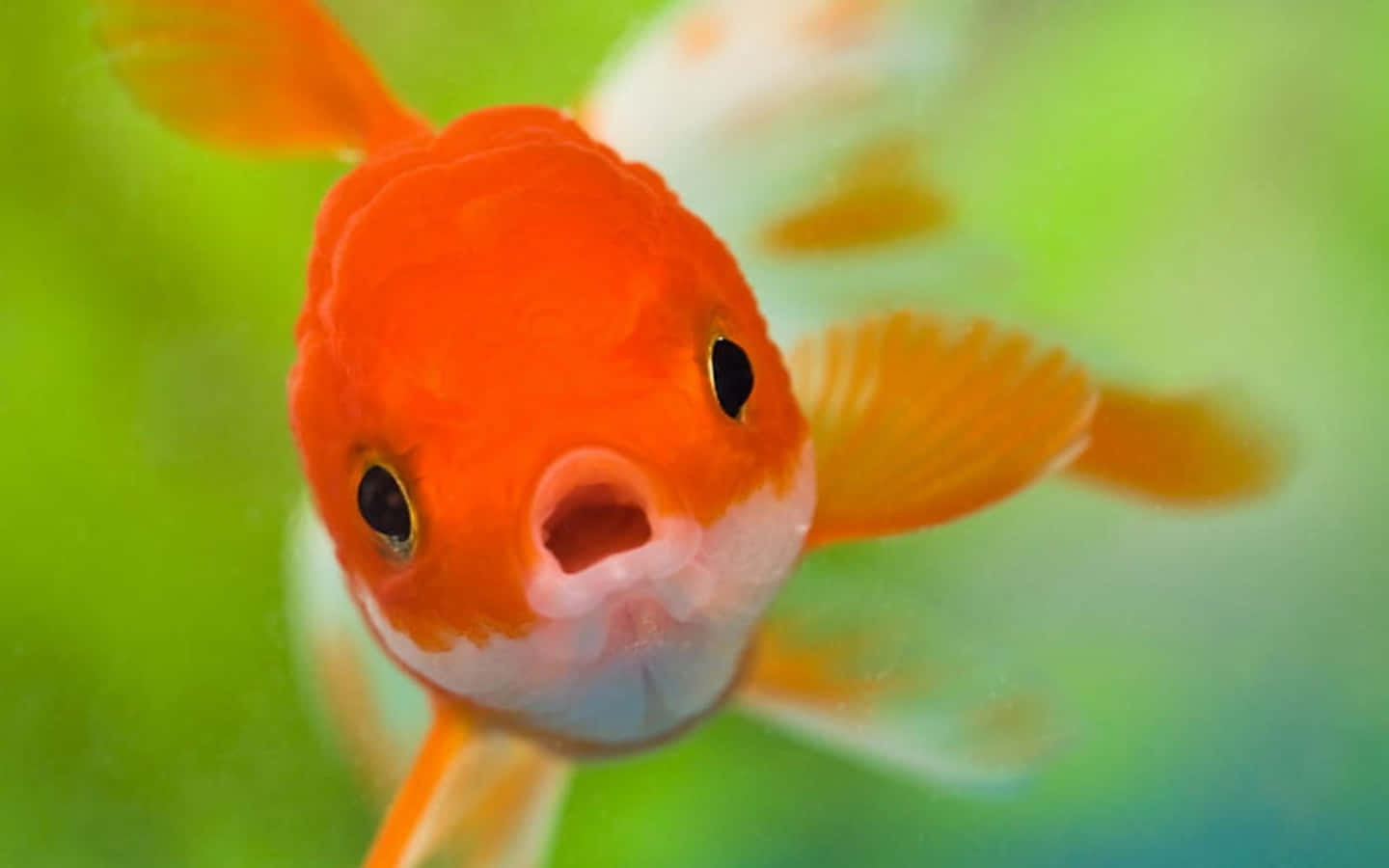 動物 桌布 壁紙 — 一顆明亮橙色金魚的近距離特寫，圓臉張嘴，在柔和的綠色背景下向觀看者游來。