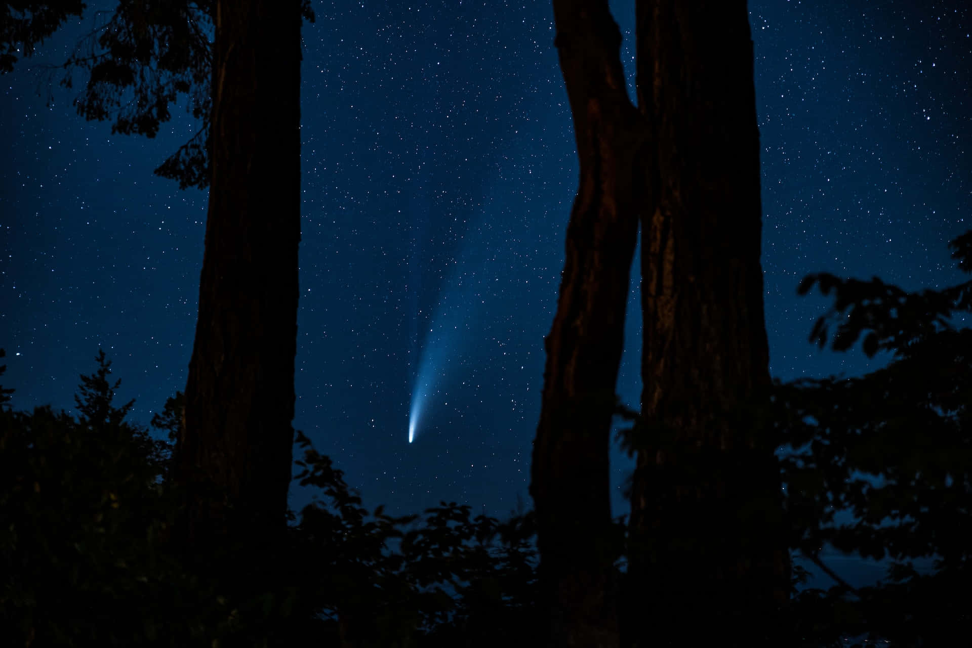 comet 桌布 壁紙 — 一顆明亮的彗星劃過繁星點點的夜空，被森林中黑暗的樹幹剪影所框住。