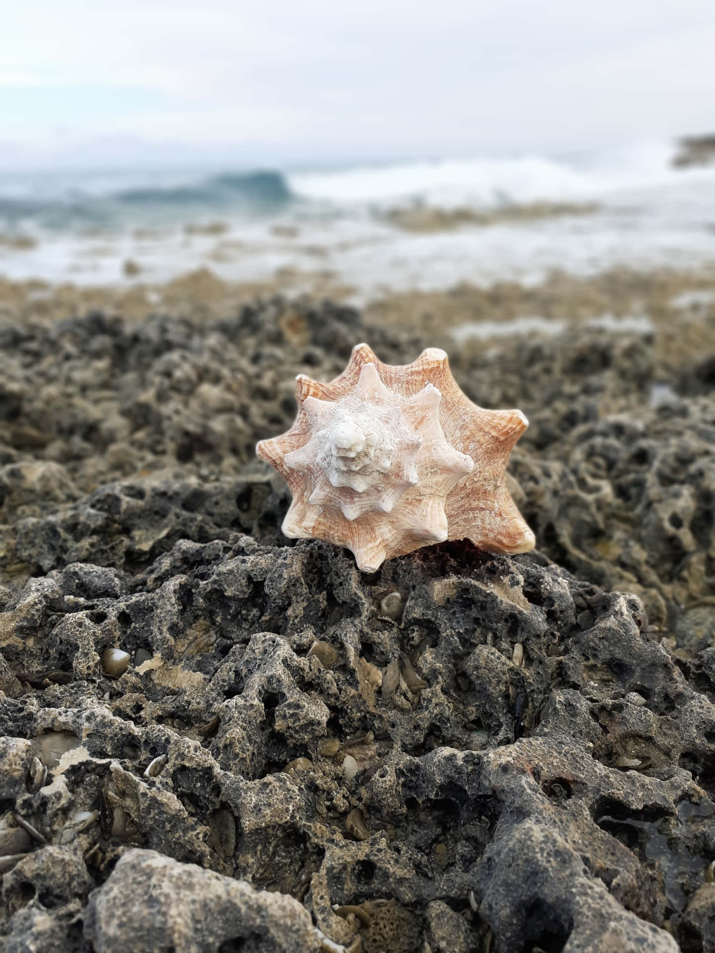 Shell 桌布 壁紙 — 一顆星形貝殼棲息在崎嶇的深色岩石上，背景是模糊的海浪拍打。