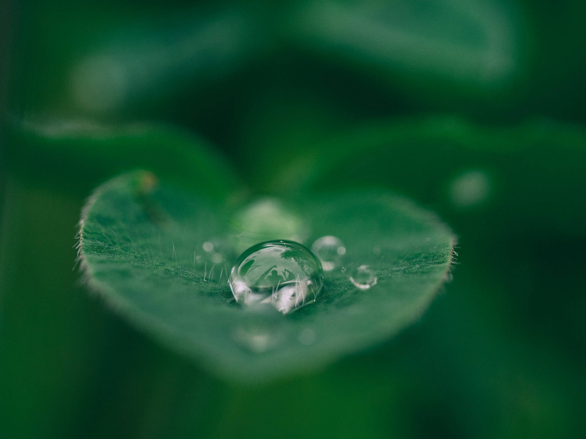 葉子 桌布 壁紙 — 一顆晶瑩的露珠在一片充滿活力的綠葉上閃爍，背景是柔和的散景。