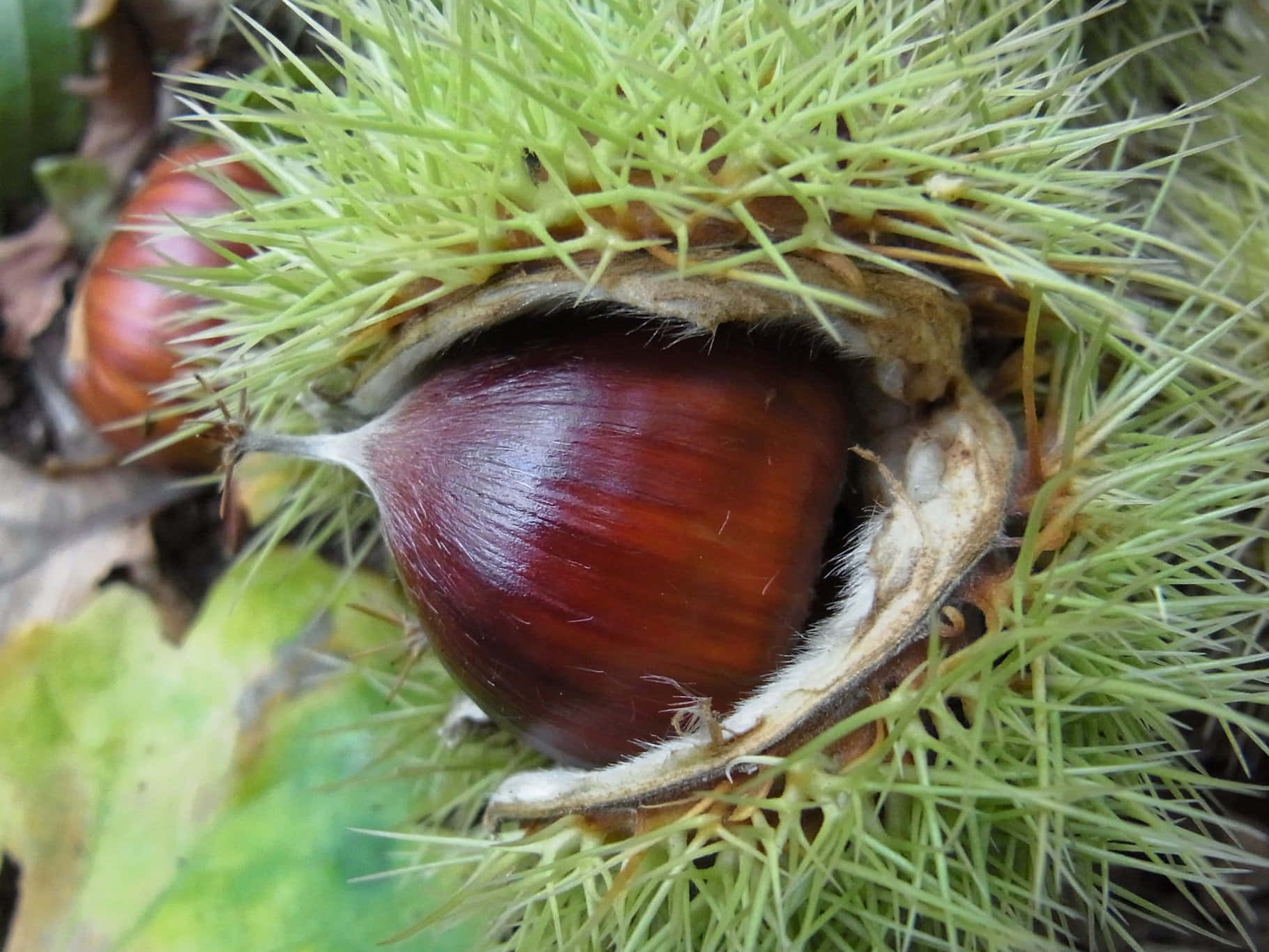 Chestnut 桌布 壁紙 — 一顆有光澤的棕色栗子從其多刺的綠色外殼中露出，藏在落葉之間。