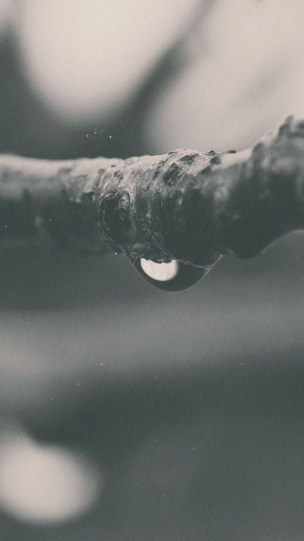 Single 桌布 壁紙 — 一顆水滴在粗糙的樹枝上閃閃發光，背景柔和模糊。