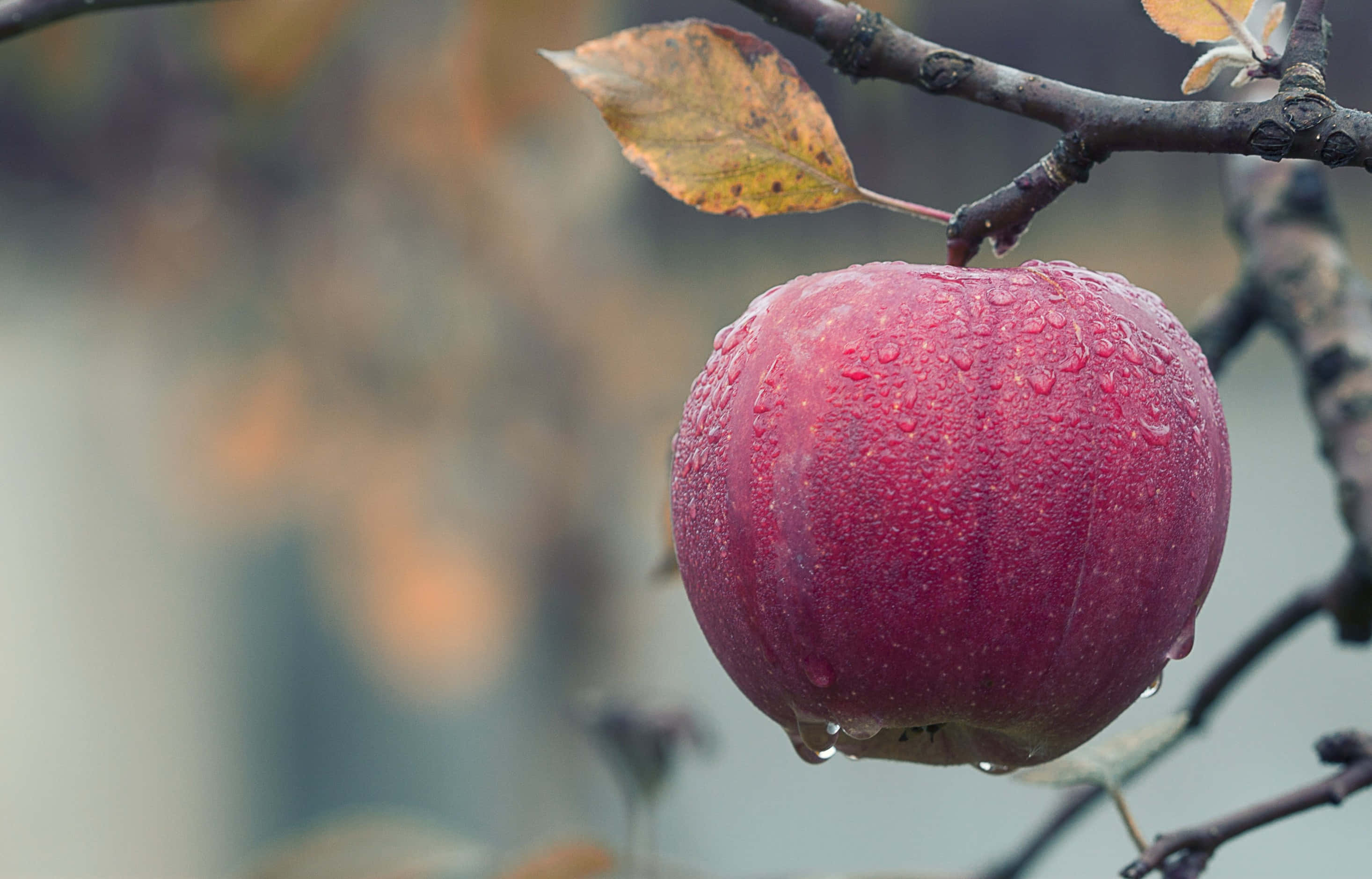 4K Apple 桌布 壁紙 — 一顆沾滿露水的紅蘋果掛在光禿禿的樹枝上，帶著一片黃葉，背景是柔和模糊的秋色。