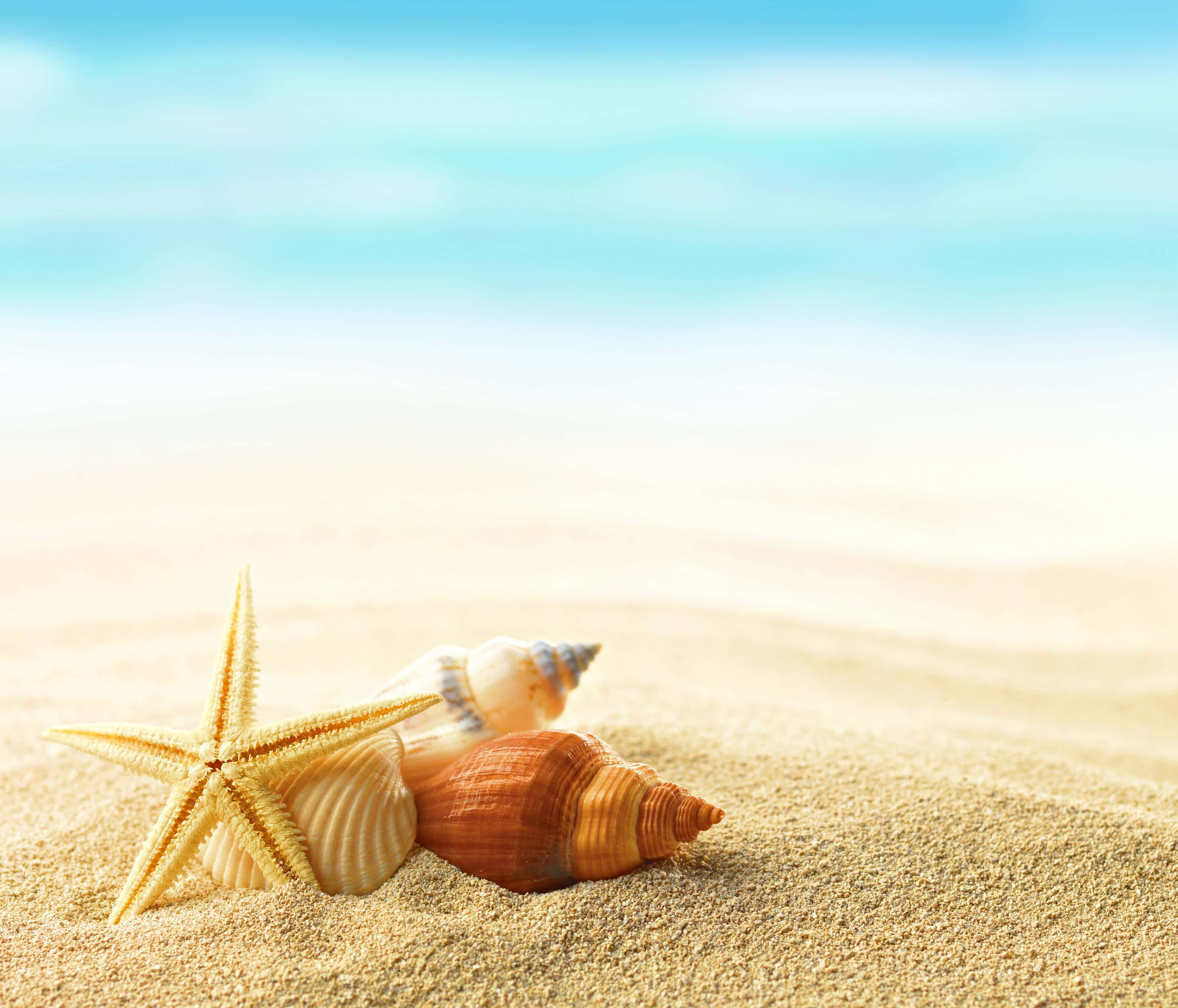 sand 桌布 壁紙 — 一顆海星和各種貝殼躺在陽光照耀的金色沙灘上，背景是柔和藍色的海洋地平線。