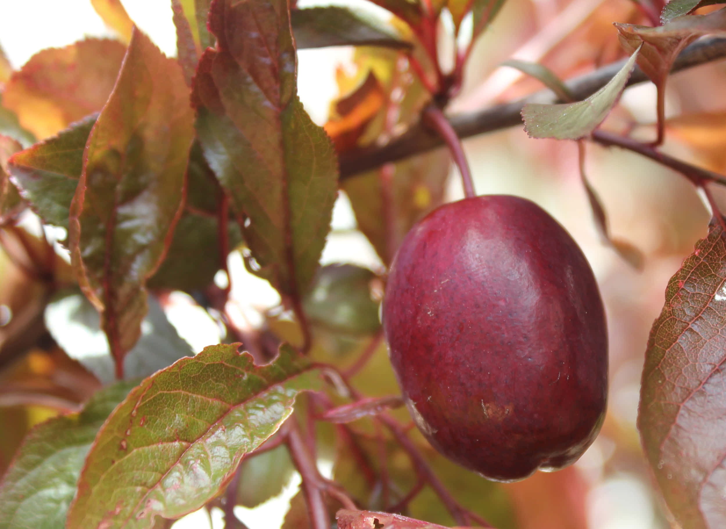 Purple Plums 桌布 壁紙 — 一顆深紅色的李子成熟地掛在陽光照耀的樹枝上，周圍是秋天的樹葉。
