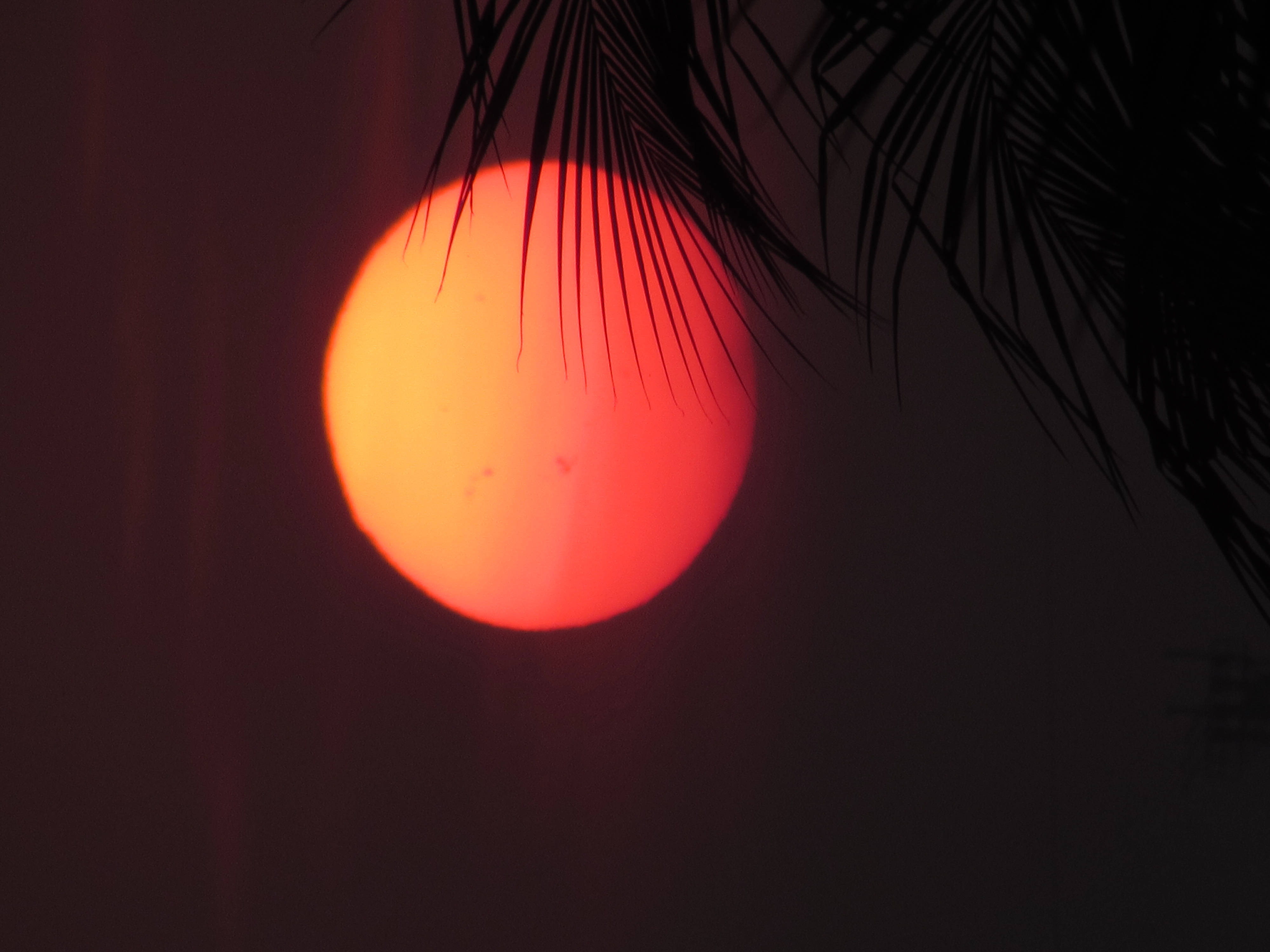 太陽 桌布 壁紙 — 一顆發光的橙色太陽落在深色棕櫚葉後，映襯著朦朧的黃昏天空。