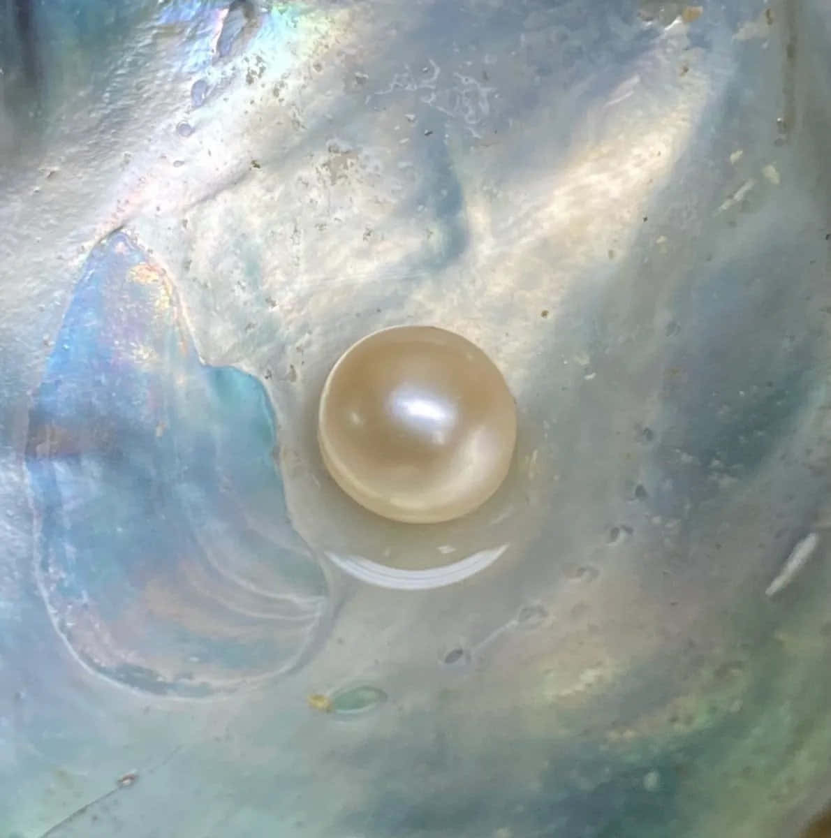 pearl 桌布 壁紙 — 一顆發光的珍珠躺在鮑魚殼虹彩、有紋理的內部，帶有閃爍的藍色和綠色色調。