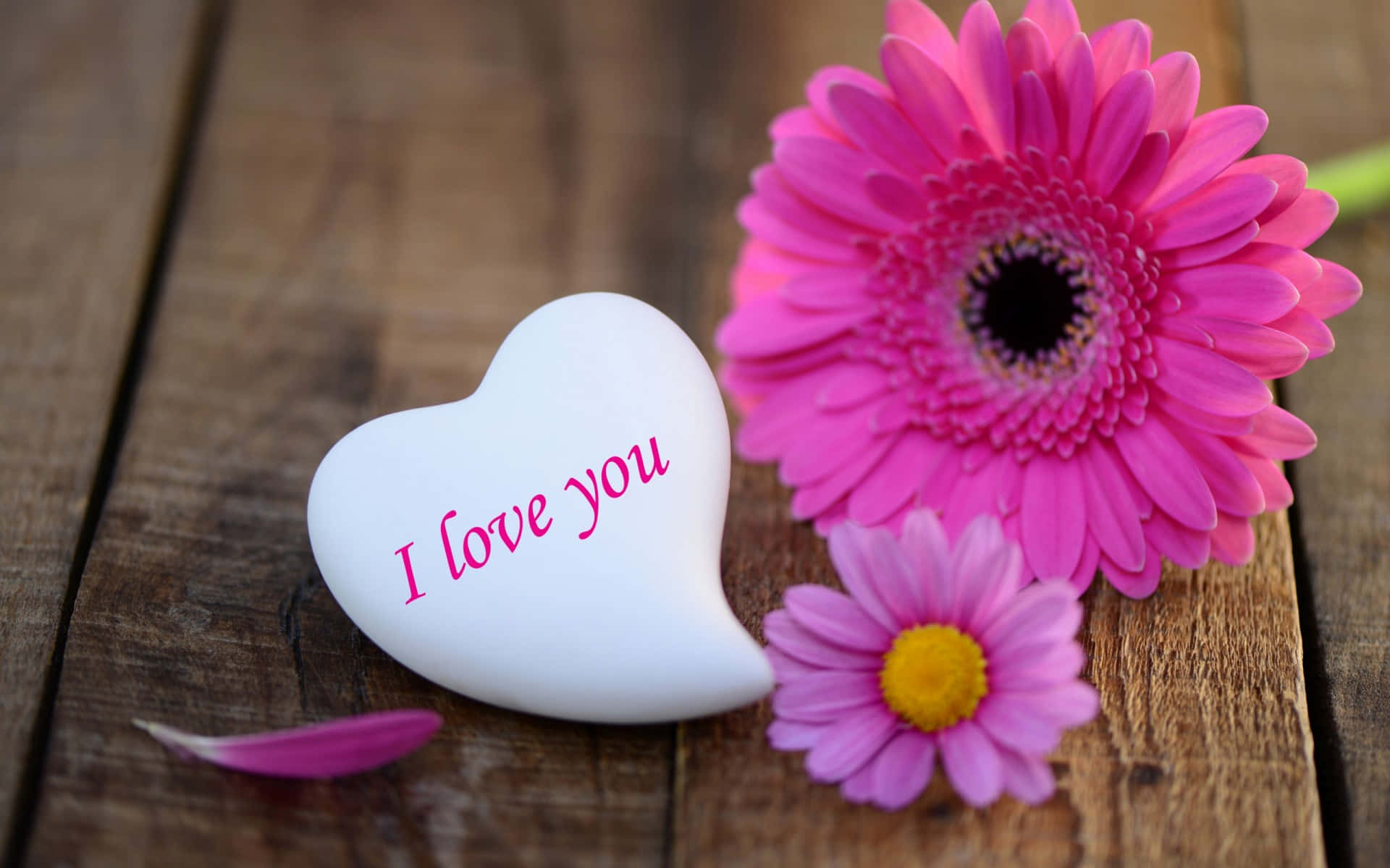 Beautiful Love 桌布 壁紙 — 一顆白色心形石頭，上面有粉紅色的「I love you」字樣，放在風化的木板上，旁邊是鮮豔的粉紅色非洲菊雛菊。