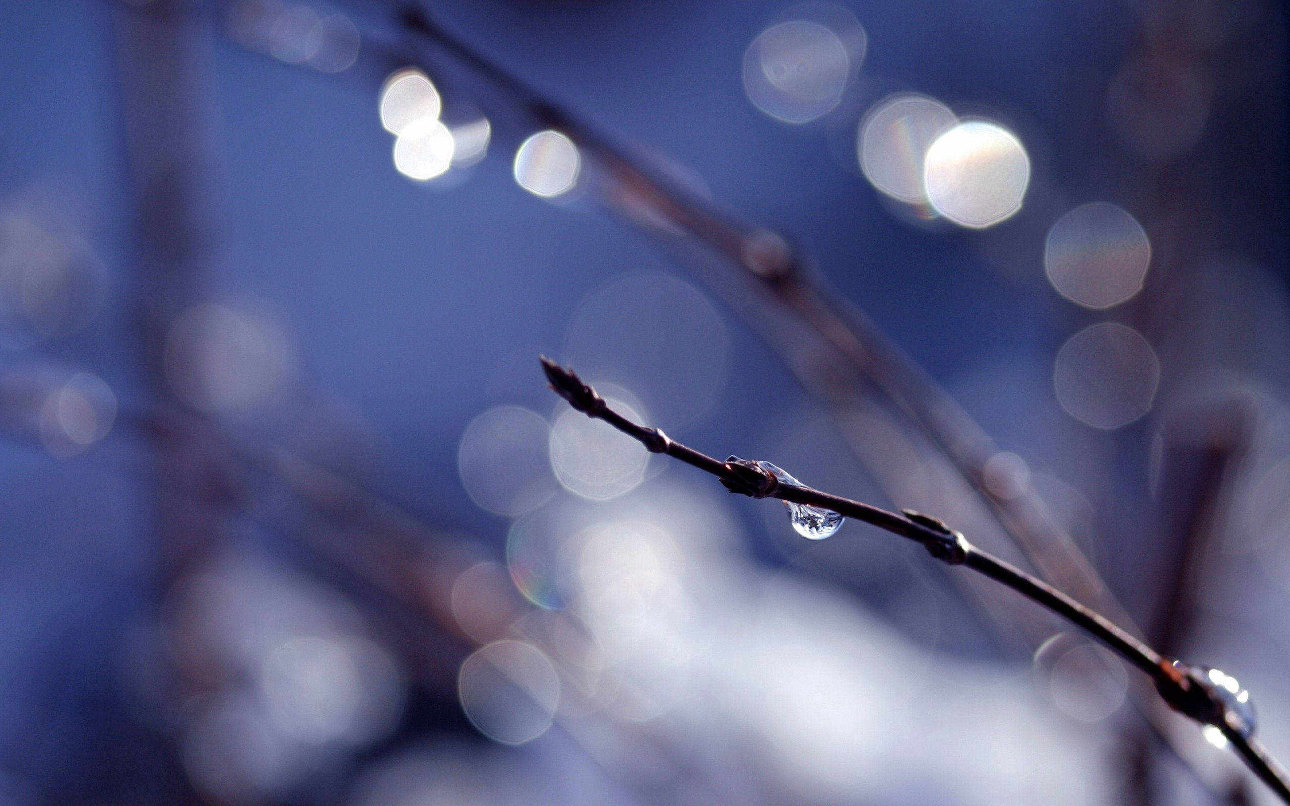 Bokeh 桌布 壁紙 — 一顆精緻的冰滴依附在光禿的樹枝上，背景是夢幻般的藍色，帶有柔和發光的光暈效果。