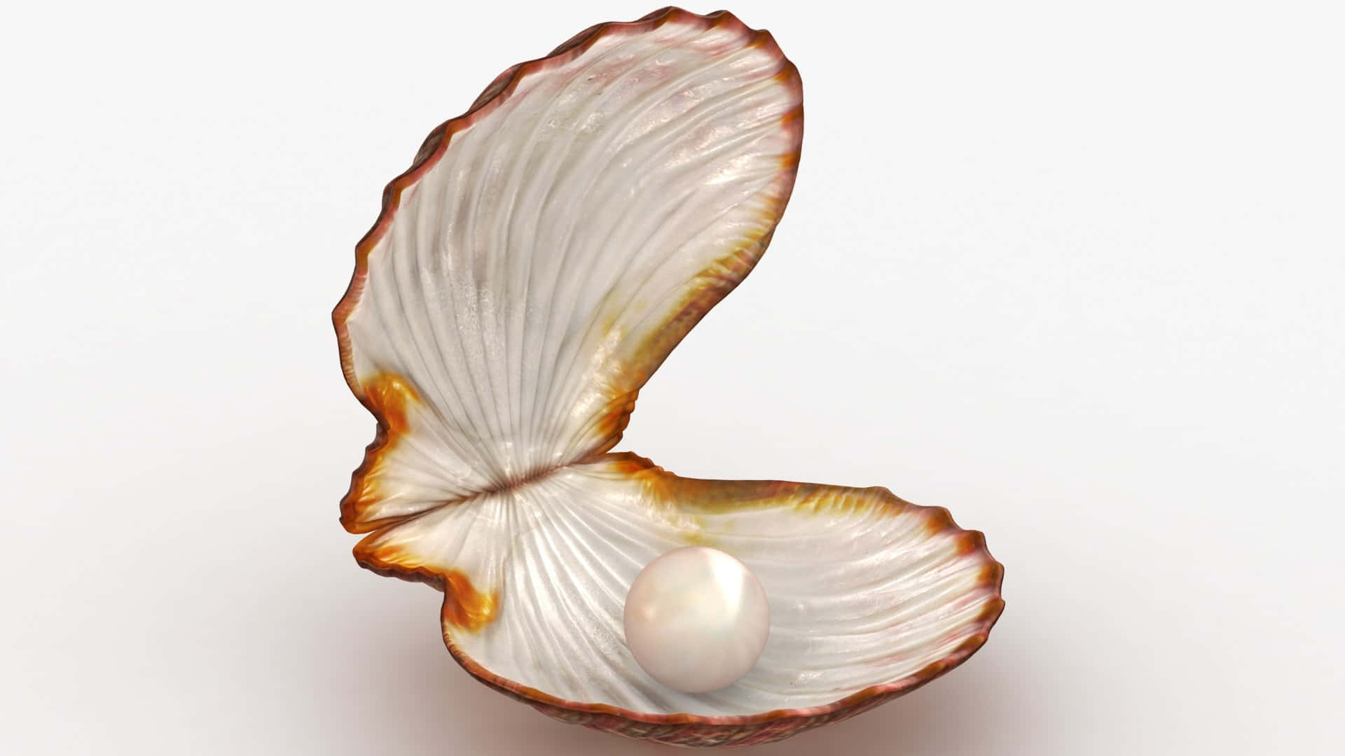 Clam Shell 桌布 壁紙 — 一顆純淨的珍珠在打開的牡蠣殼內閃耀，殼上有虹彩紋理，背景是潔淨的白色。