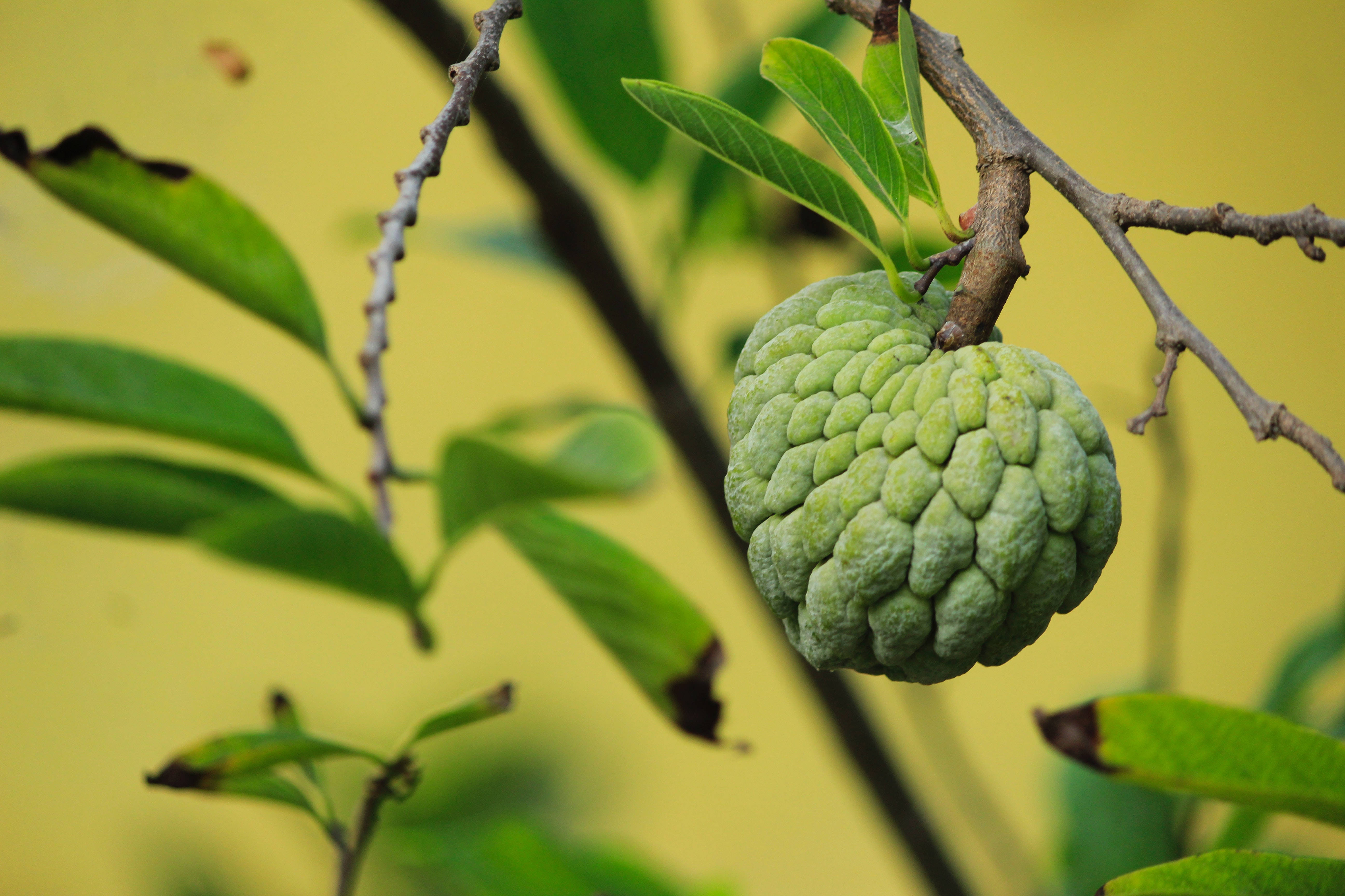 Fruit 桌布 壁紙 — 一顆綠色的牛心果掛在樹枝上，樹葉茂密，背景是柔和的黃色。