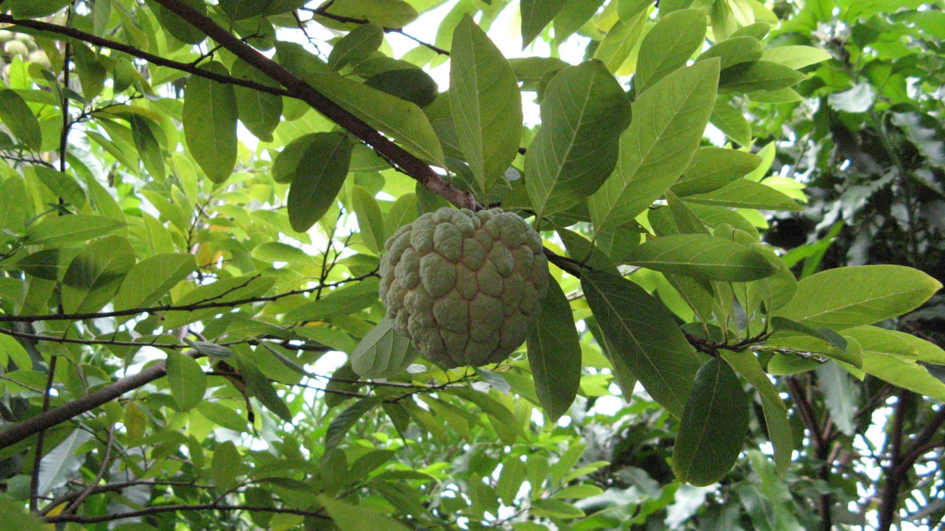Fruit 桌布 壁紙 — 一顆綠色的牛油果（custard apple）掛在樹枝上，周圍是茂密的闊葉，陽光斑駁。