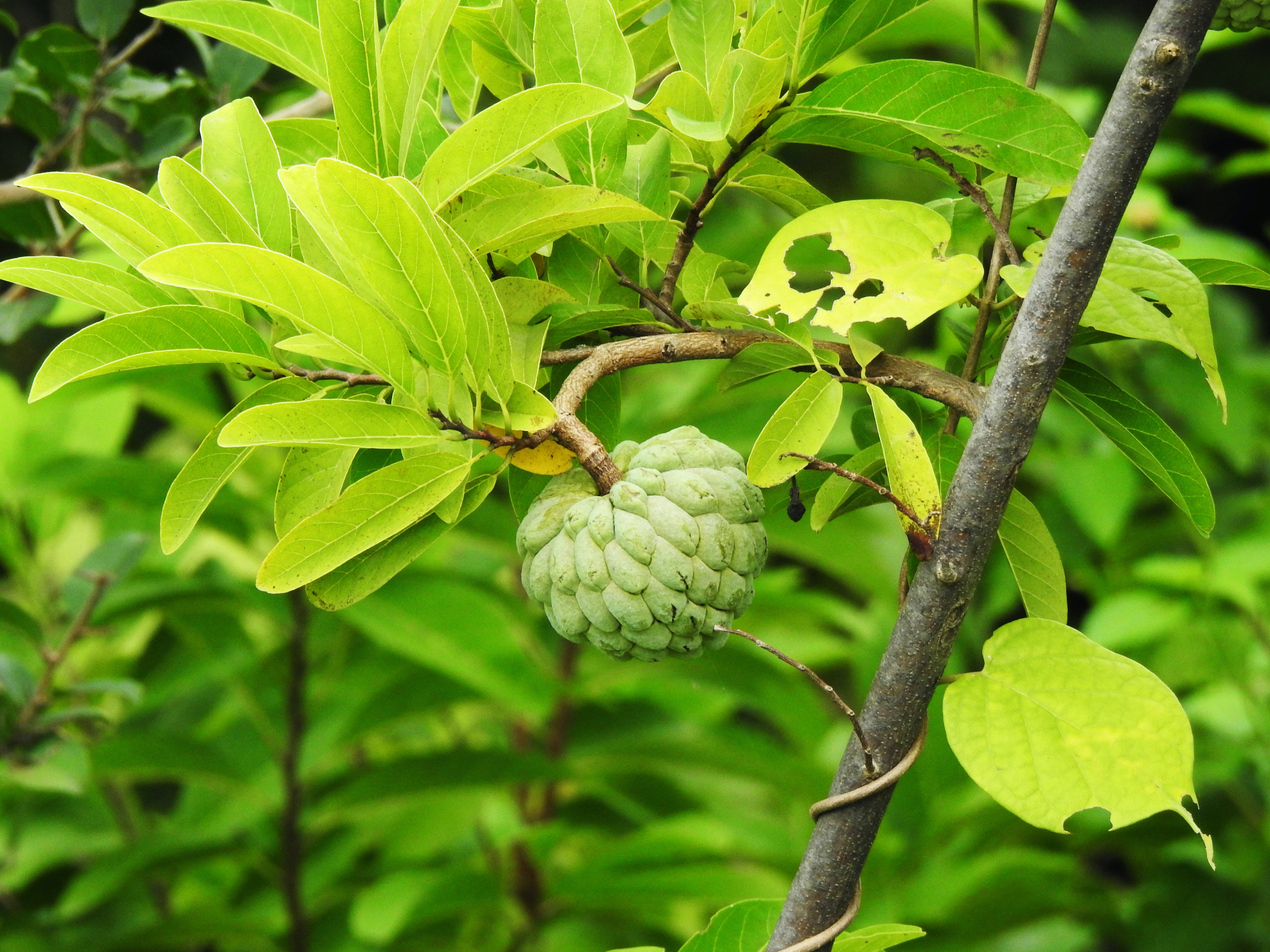 Fruit 桌布 壁紙 — 一顆綠色的釋迦果實掛在茂密的樹枝上，周圍環繞著充滿活力的葉子，在柔和自然光下。