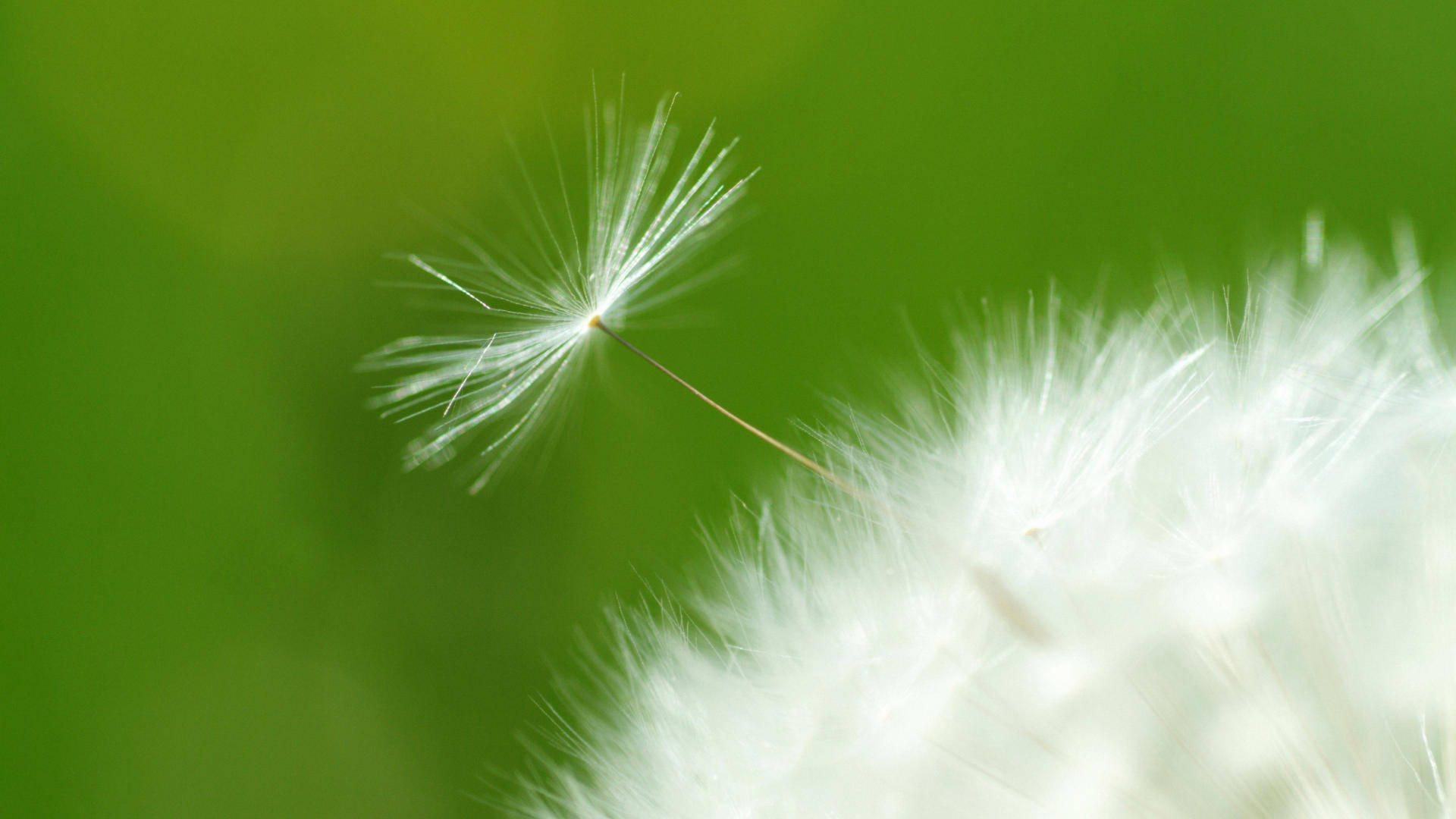 花 桌布 壁紙 — 一顆蒲公英種子帶有羽毛狀白色細絲，漂浮在柔和的綠色模糊背景上。