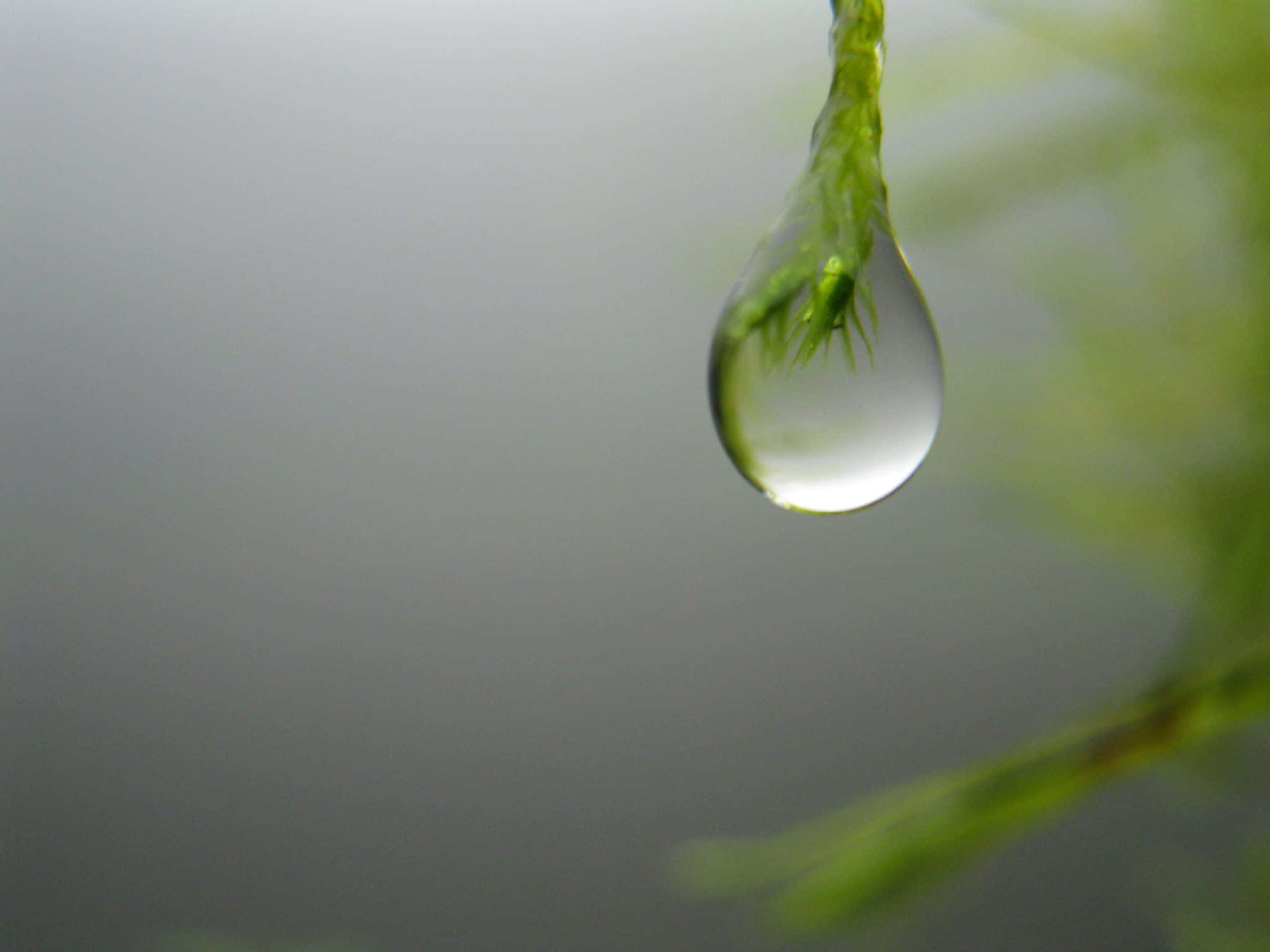 Water Drop 桌布 壁紙 — 一顆閃亮的水珠懸掛在鮮綠色苔蘚的細絲上，背景是柔和的灰色。