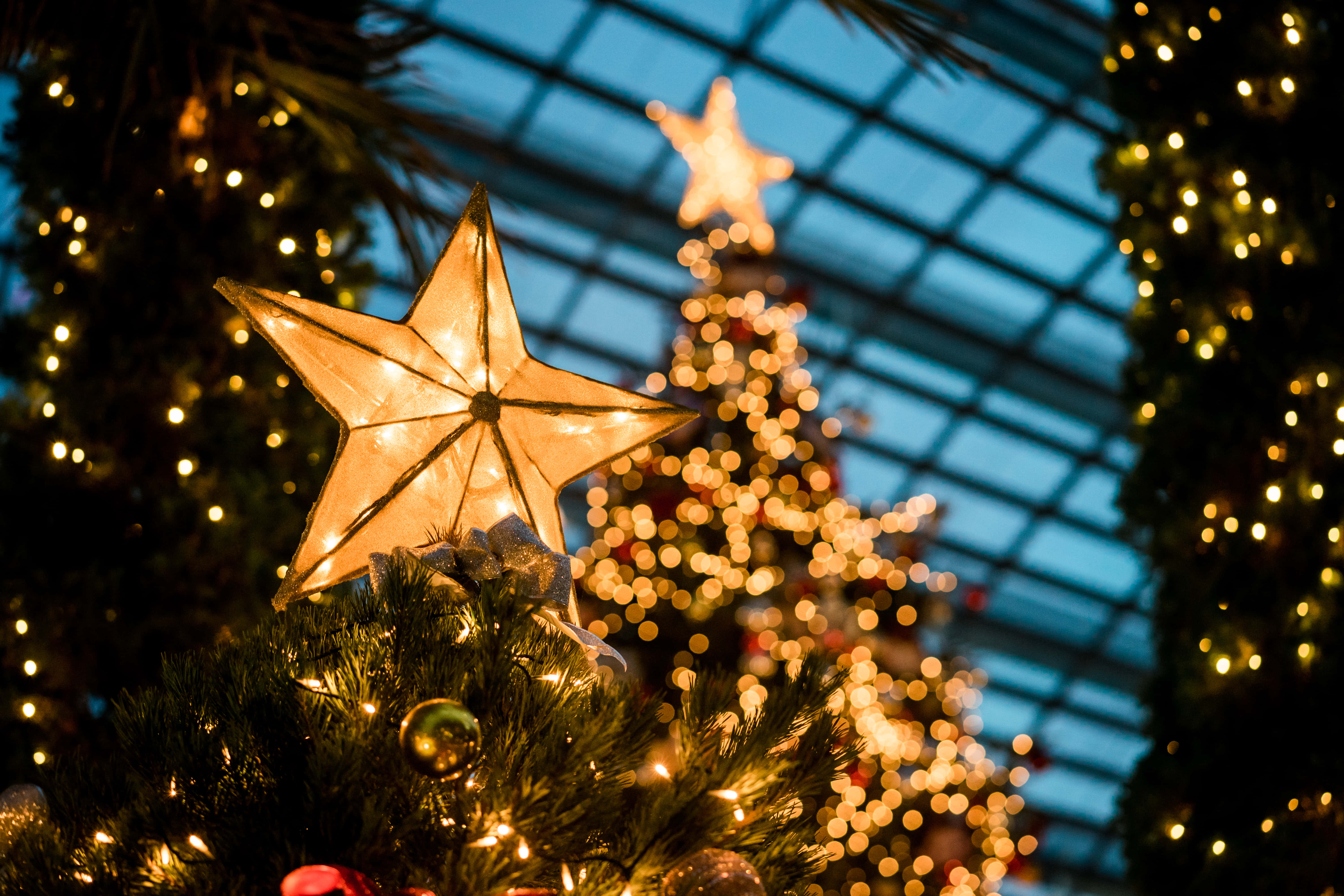 Christmas Star 桌布 壁紙 — 一顆閃爍的星星裝飾品，在玻璃屋頂下，配以散景燈光和棕櫚葉，為聖誕樹加冕。