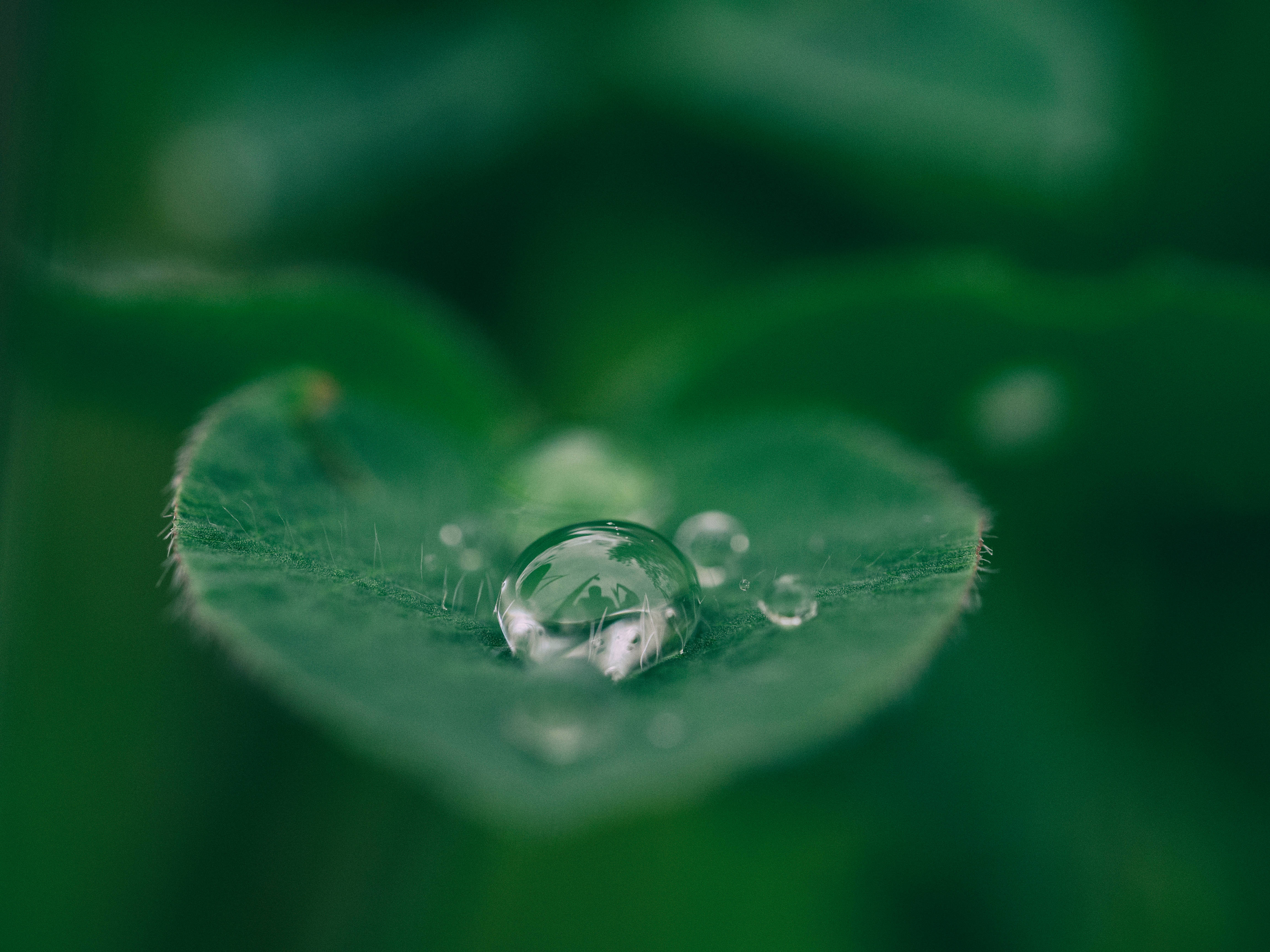 水 桌布 壁紙 — 一顆閃爍的露珠停留在充滿活力的綠葉上，背景柔和散景。