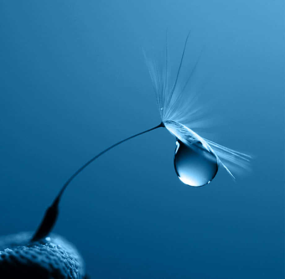 Water Drop 桌布 壁紙 — 一顆露珠依附在蒲公英種子頭上，背景是柔和的藍色漸變。
