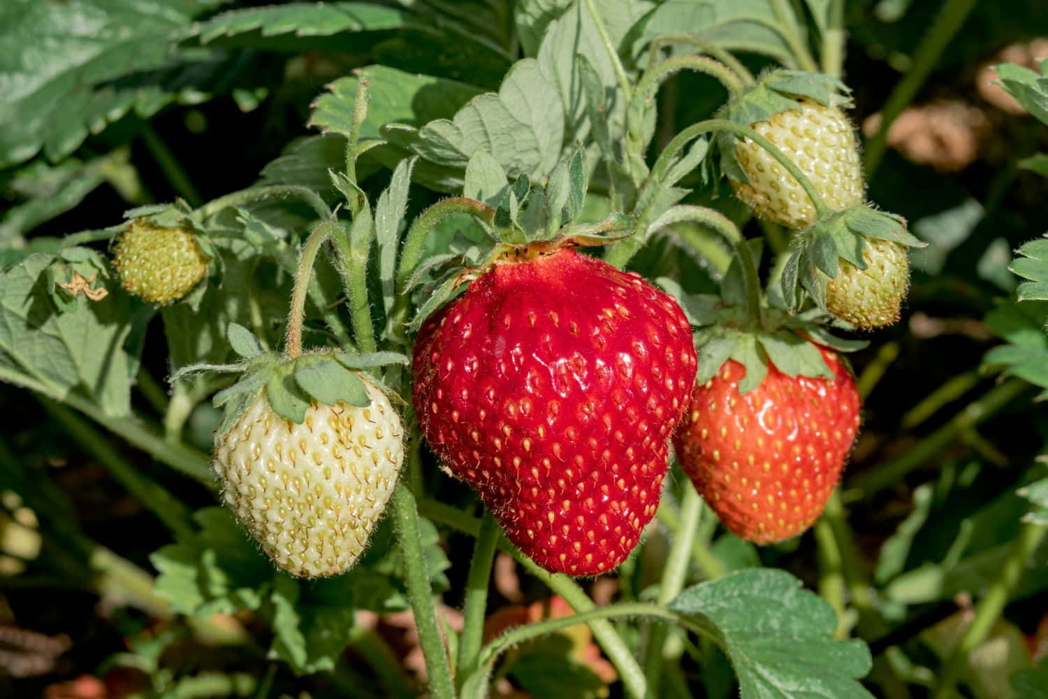 Strawberries 桌布 壁紙 — 一顆鮮紅成熟的草莓懸掛在陽光照耀的植物上，周圍有綠葉和淡色未成熟的漿果。