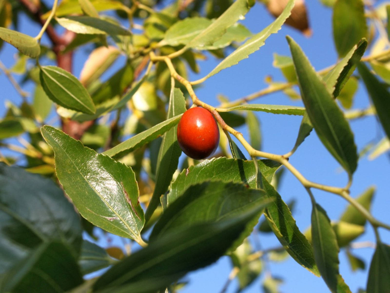 Fruit 桌布 壁紙 — 一顆鮮紅的棗子掛在枝葉茂密的樹枝上，襯著清澈的藍天。