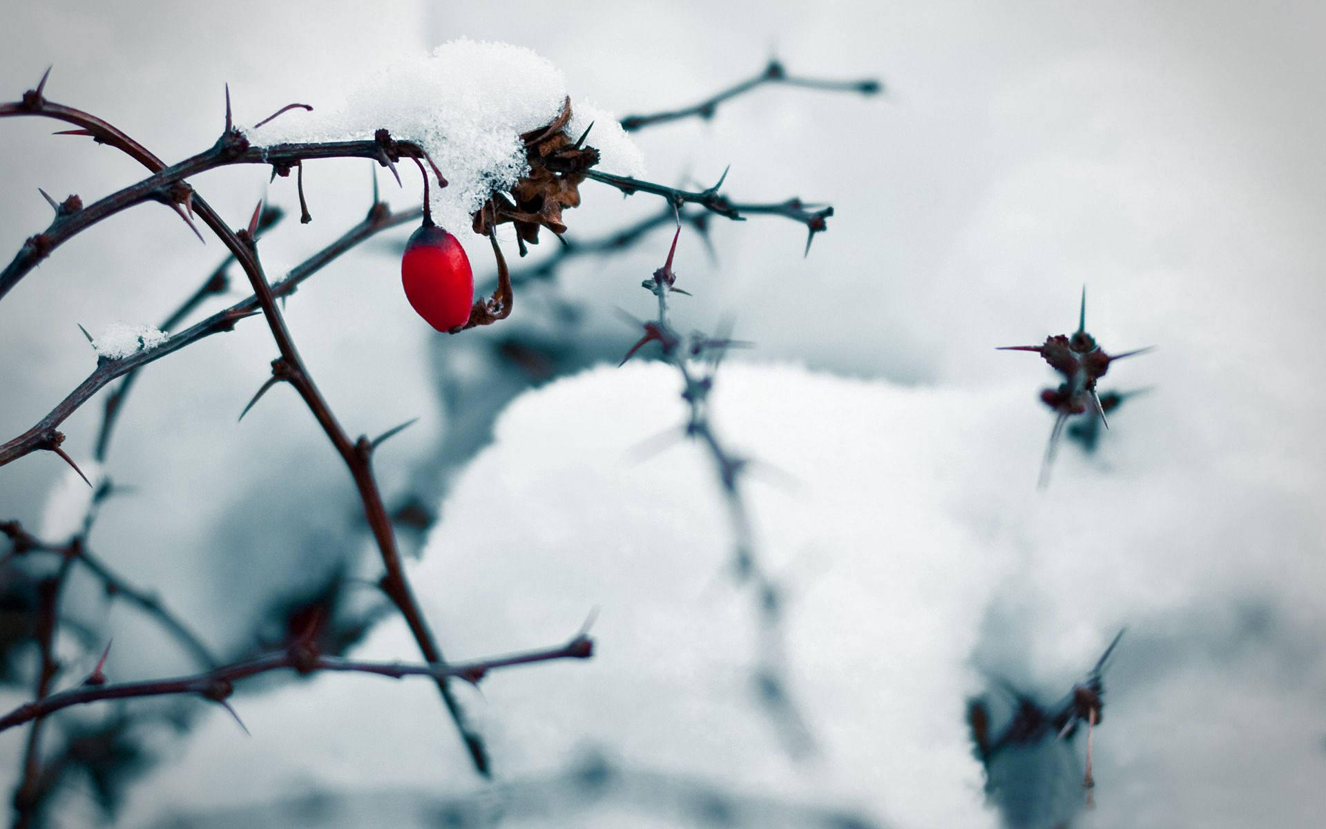 桌布 壁紙 — 一顆鮮紅的漿果緊貼在灑滿雪的帶刺樹枝上，背景是柔和的白色冬日。