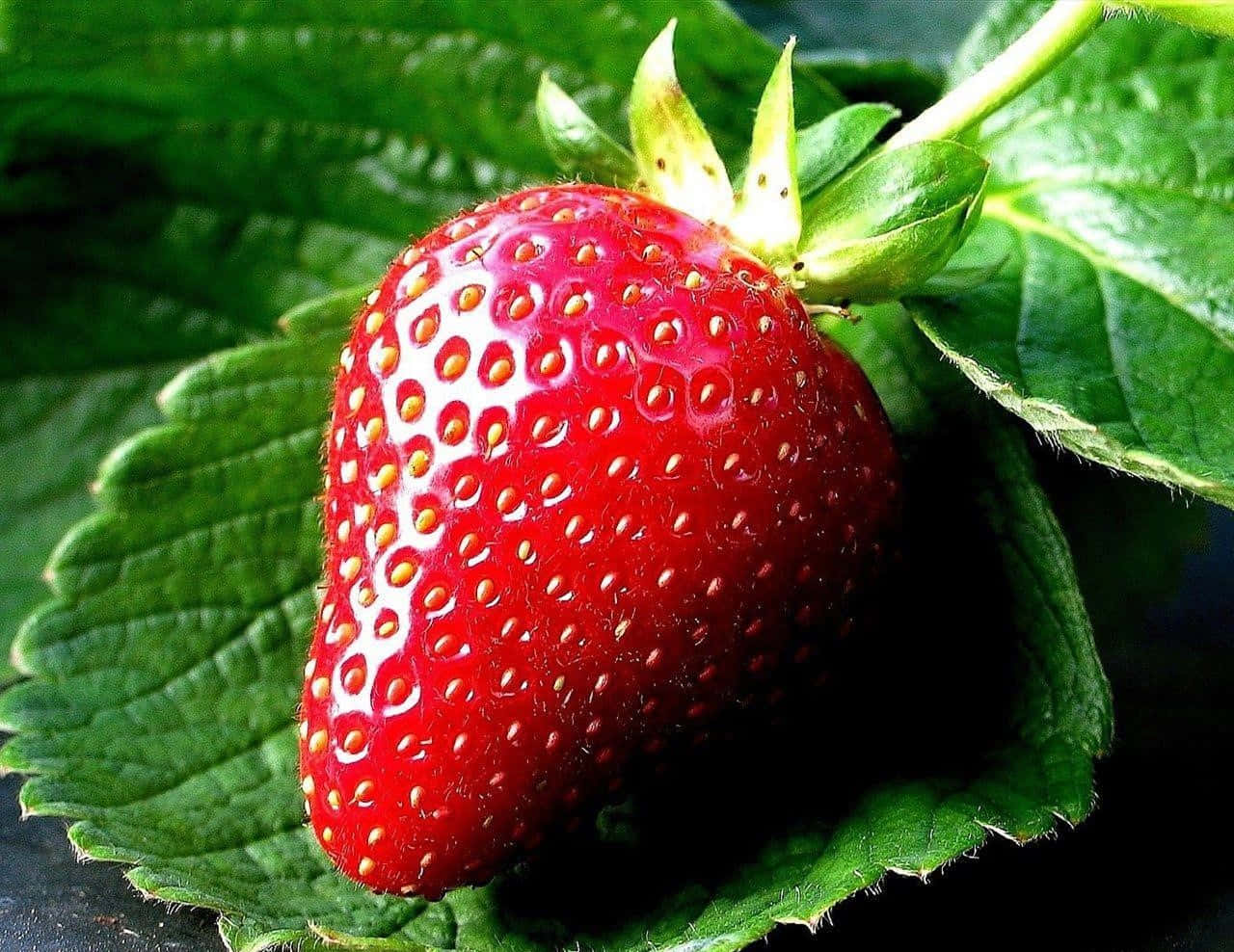 Red Strawberry 桌布 壁紙 — 一顆鮮紅的草莓帶有細小種子，在翠綠葉片襯托下閃閃發光，近距離拍攝。