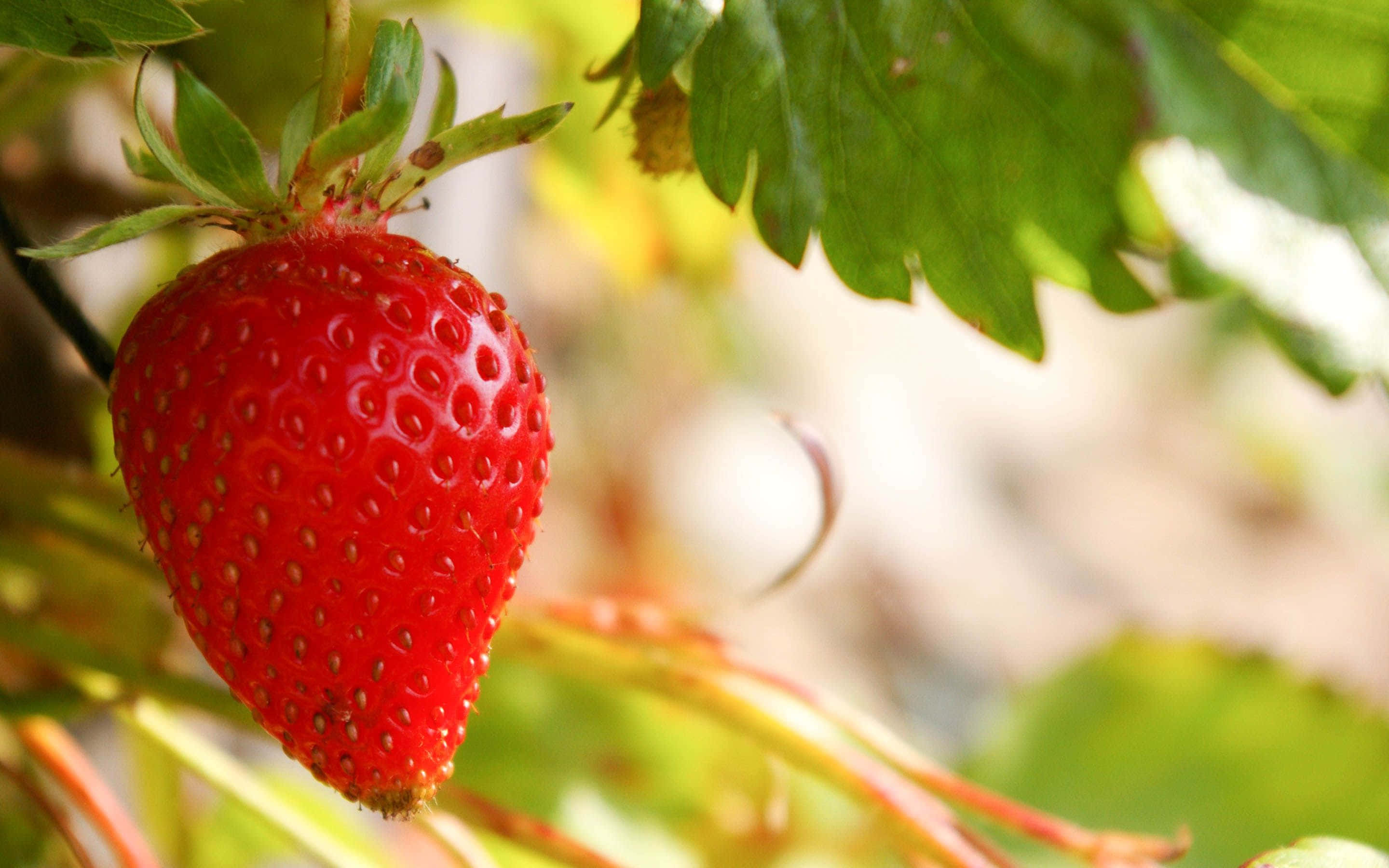 Red Strawberry 桌布 壁紙 — 一顆鮮紅的草莓閃爍著露珠，懸掛在綠色葉帽上，背景是柔和模糊的花園。