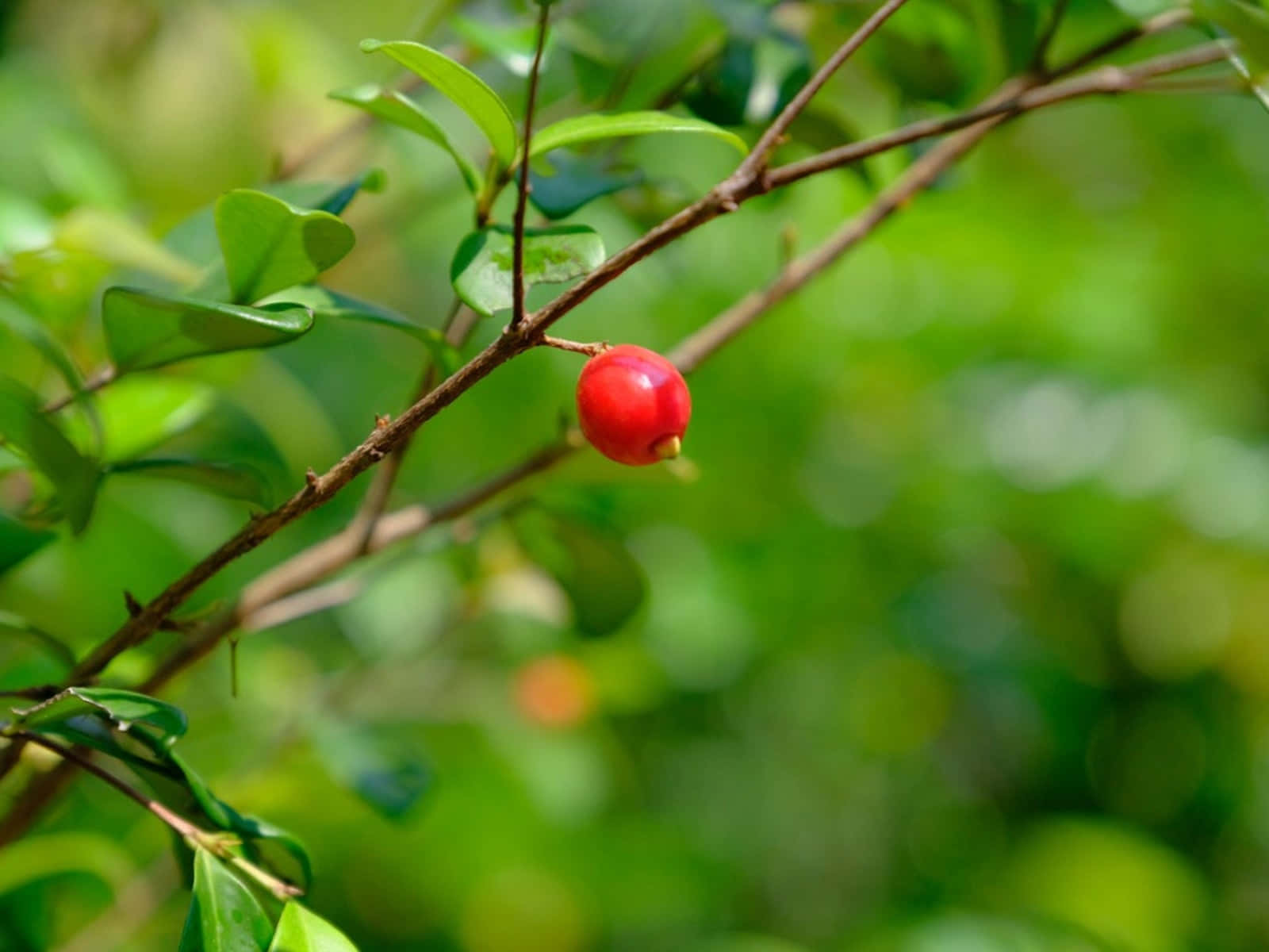 Fruit 桌布 壁紙 — 一顆鮮紅的莓果懸掛在細枝上，周圍是茂密的綠葉，背景柔和散景。
