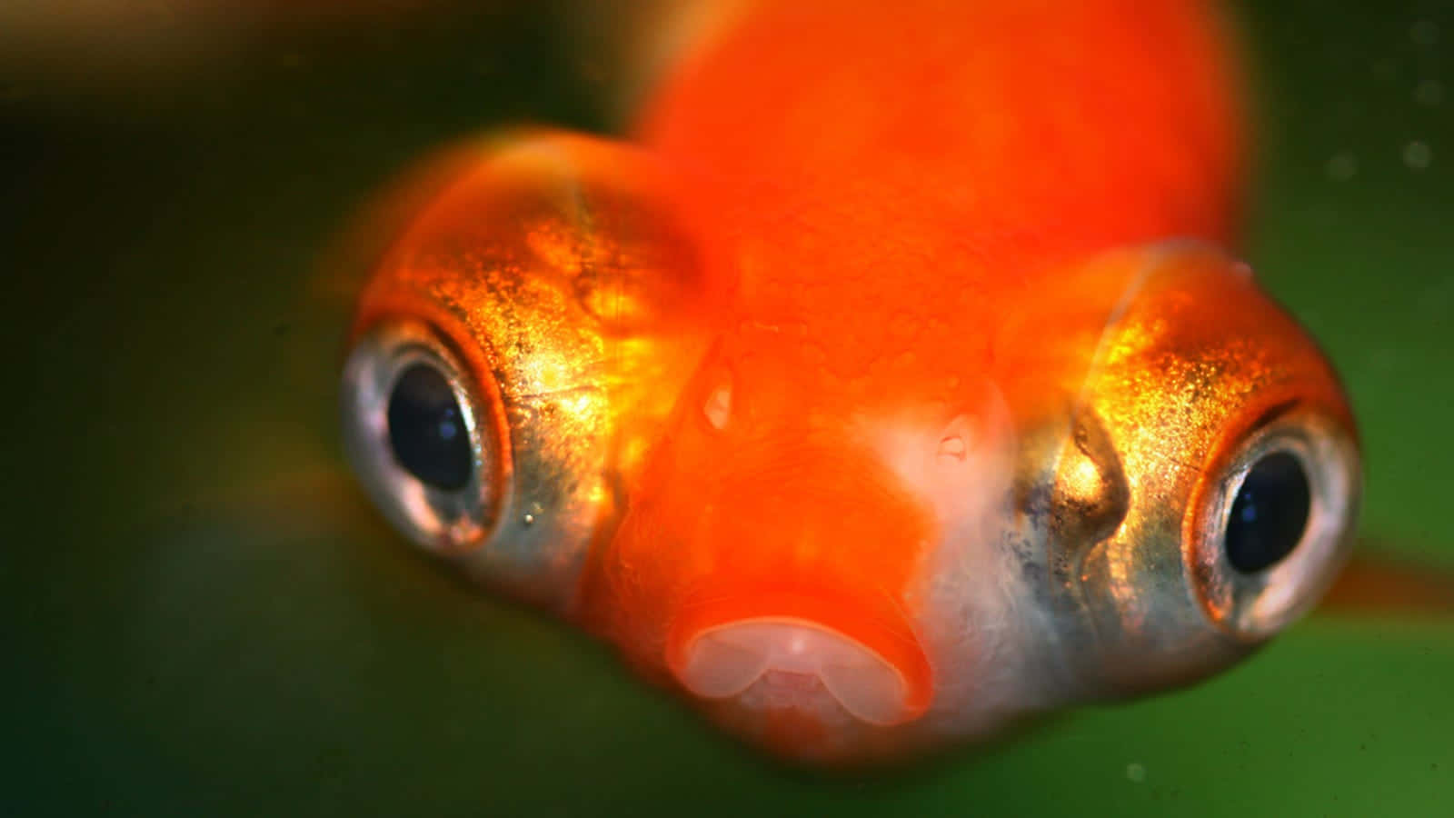金魚 桌布 壁紙 — 一顆鮮豔橙色金魚的特寫，眼睛突出，嘴巴微張，背景是模糊的綠色。