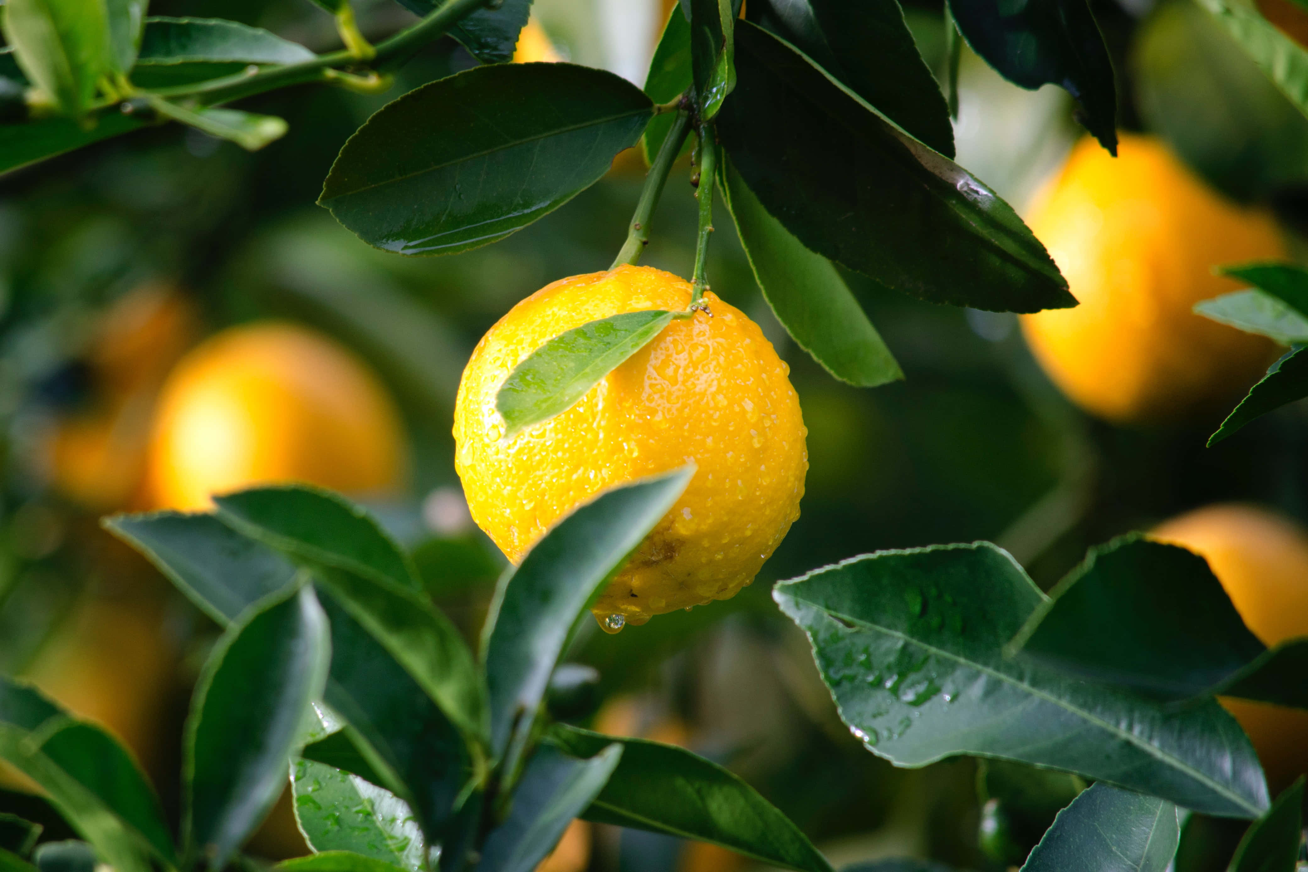 Summer Fruits 桌布 壁紙 — 一顆鮮黃色的柑橘類水果在陽光普照的樹上，閃爍著露珠， nestled among lush green leaves。