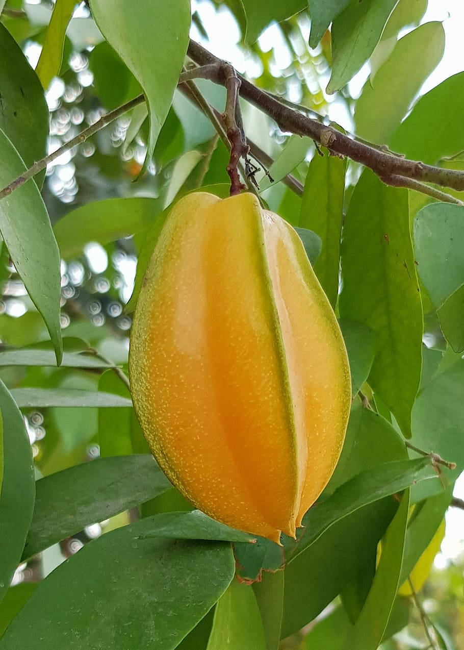 Fruit 桌布 壁紙 — 一顆鮮黃色的楊桃在茂密的綠葉間成熟垂掛，柔和陽光穿透葉隙。