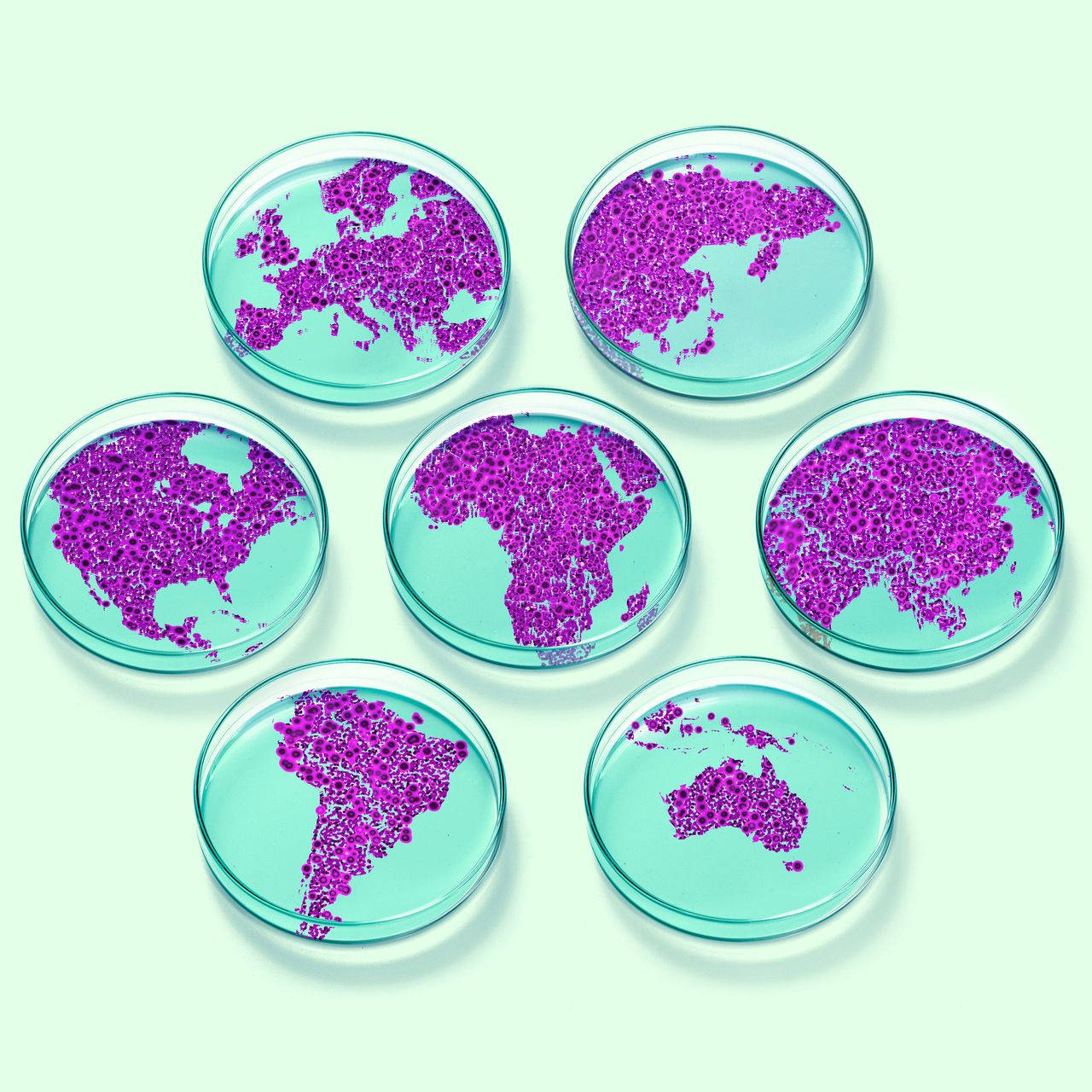 Coronavirus 桌布 壁紙 — 七個培養皿在淡綠色背景上展示紫色微生物菌落形成世界地圖。