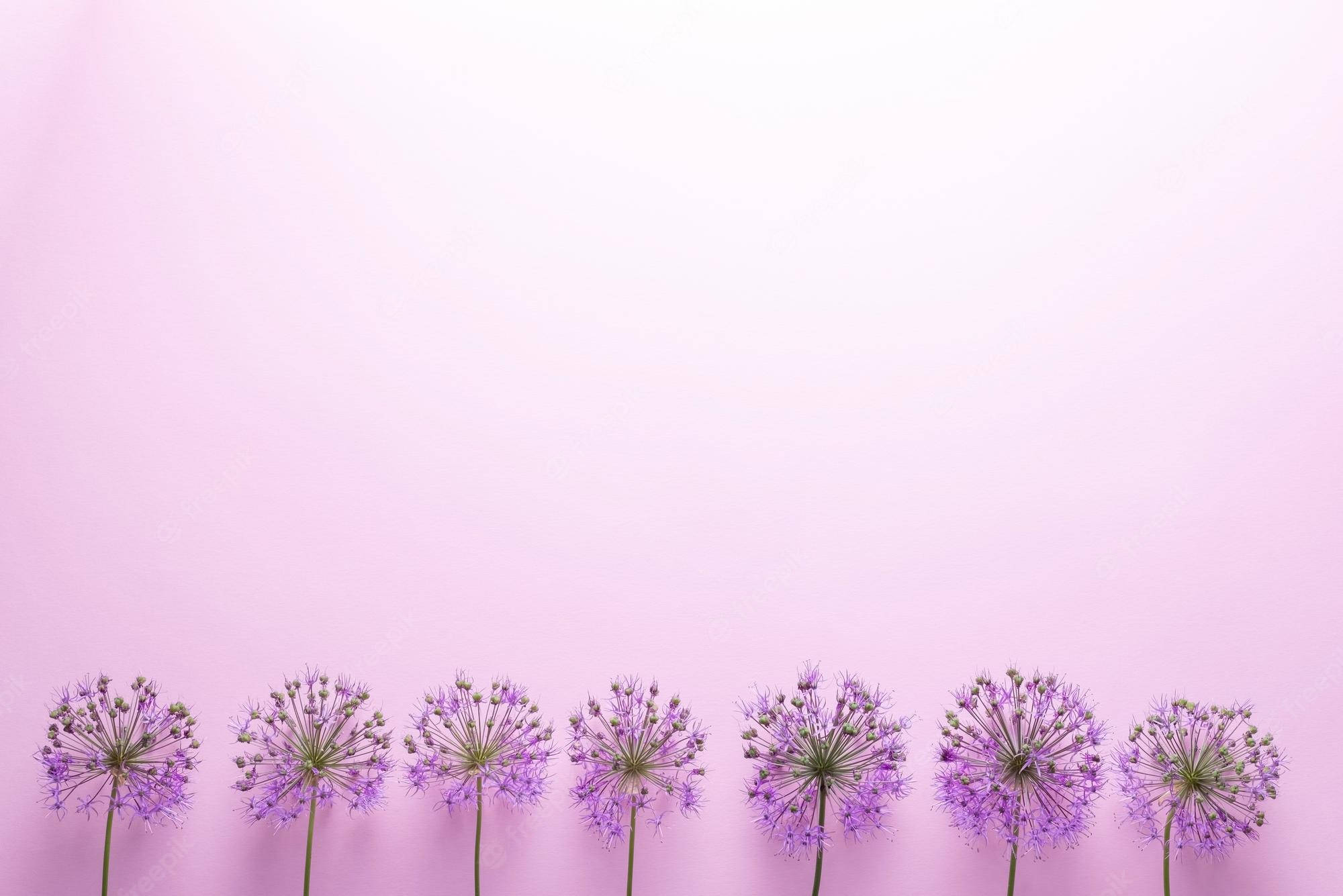 Purple Flowers 桌布 壁紙 — 七朵紫色蔥花排列在柔軟粉紅色背景的底部，形成極簡的平鋪構圖。