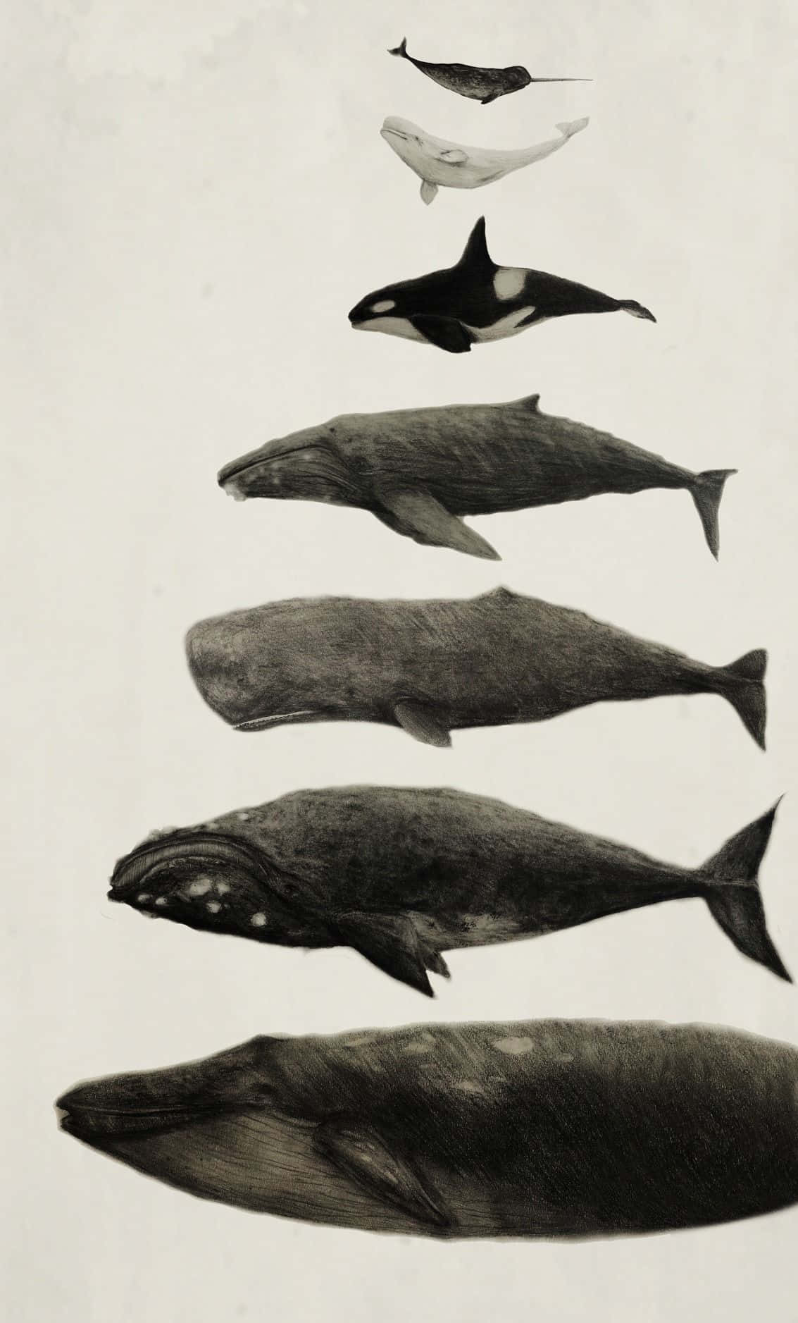 Sperm Whale 桌布 壁紙 — 七種鯨魚以單色插圖呈現，垂直排列在帶有紋理的米白色背景上。