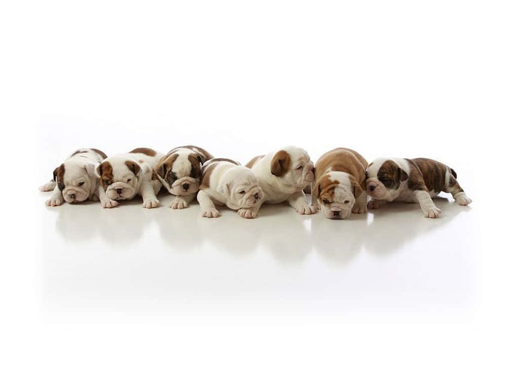 狗 桌布 壁紙 — 七隻可愛的鬥牛犬幼犬，帶有白色和棕色斑點，排成一排躺在反光的白色地板上。