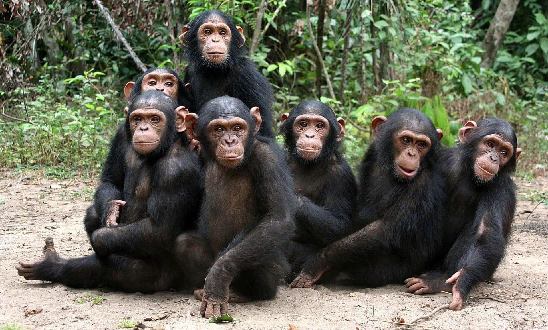 Chimpanzee 桌布 壁紙 — 七隻黑猩猩在沙地上坐在一起，周圍是茂密的綠色森林，光線充足。