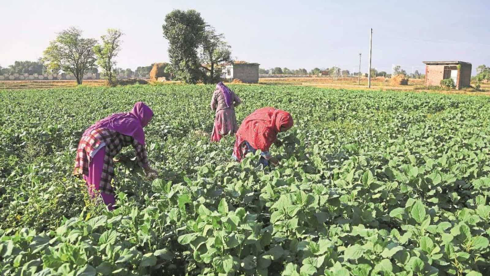 Farmer 桌布 壁紙 — 三位戴著彩色頭巾的女性彎腰在茂密的綠色田野中收割農作物，天空明亮清澈。