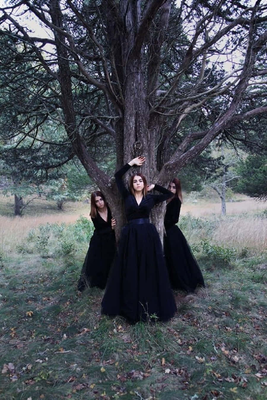Witch Costumes 桌布 壁紙 — 三位身穿黑色連衣裙的女性在霧氣瀰漫的森林空地上，圍繞著一棵巨大的多節樹木戲劇性地擺姿勢。
