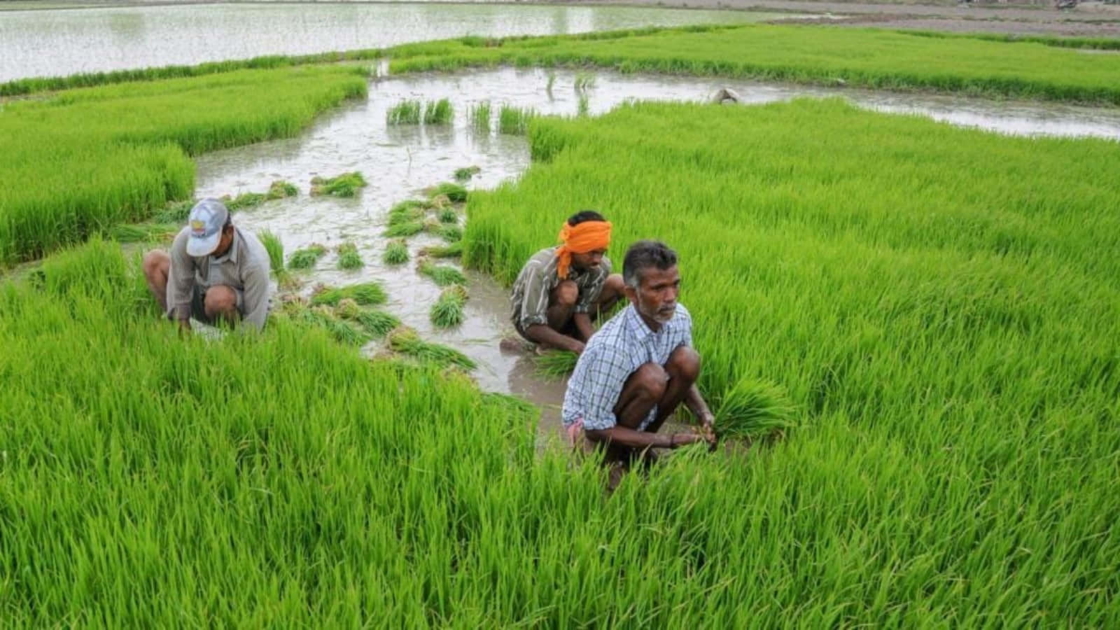 Agriculture 桌布 壁紙 — 三位農夫跪在淹水的稻田中，在明亮的日光下種植綠色秧苗。