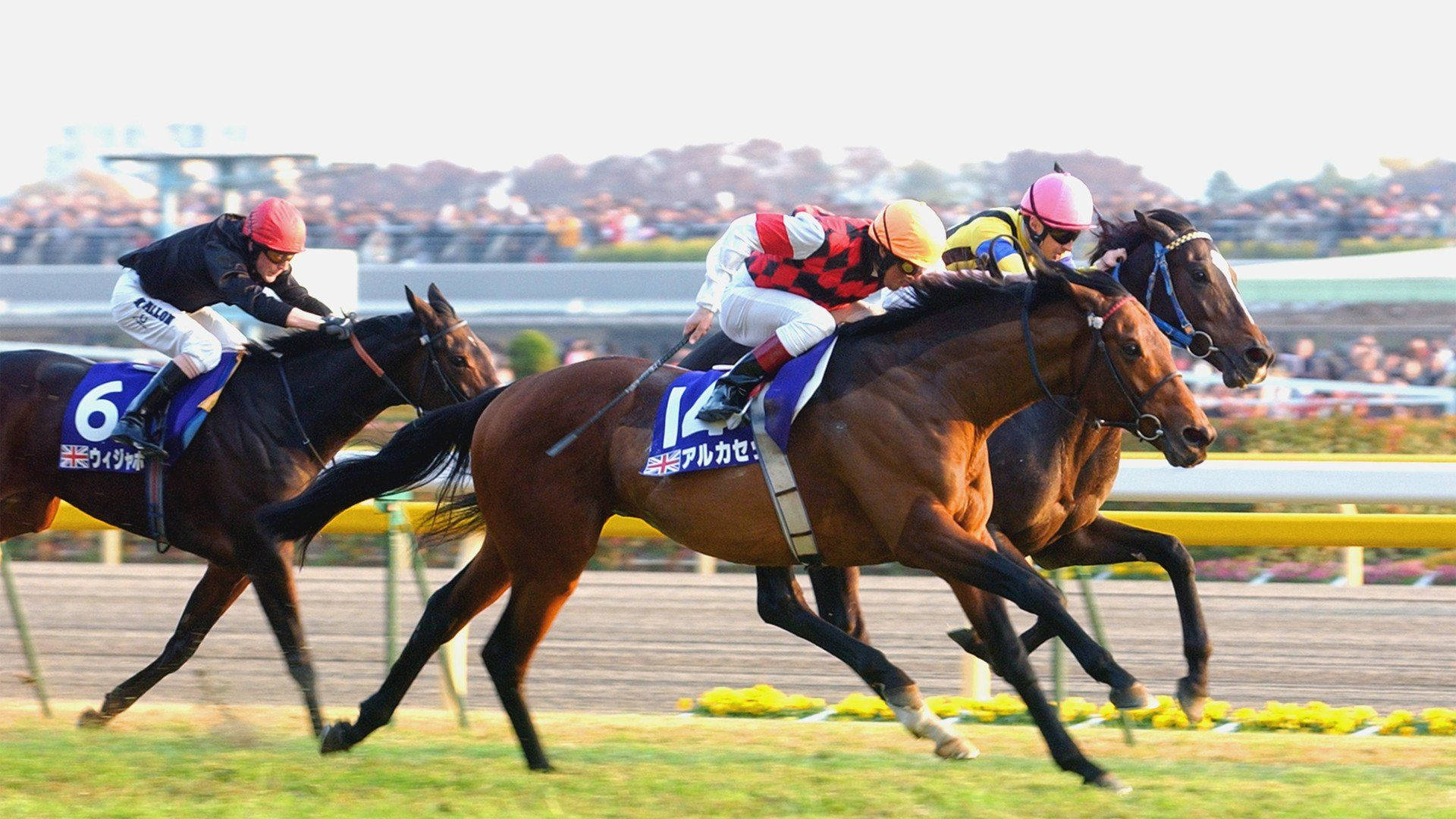 Horse Racing 桌布 壁紙 — 三位騎師身穿色彩繽紛的賽馬服，在草地賽道上高速馳騁，背景有觀眾。