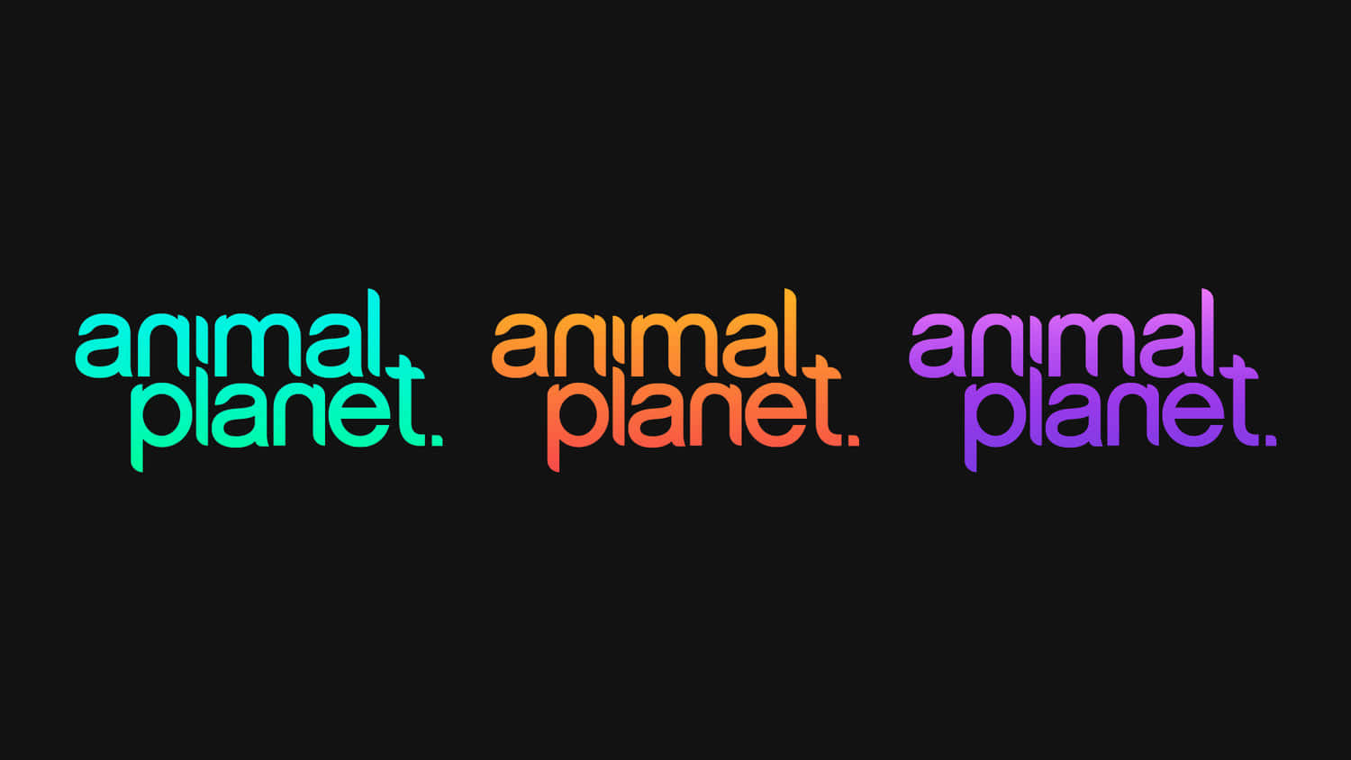 動物星球 桌布 壁紙 — 三個「animal planet.」標誌以青綠色、橙色和紫色在黑背景上發光。