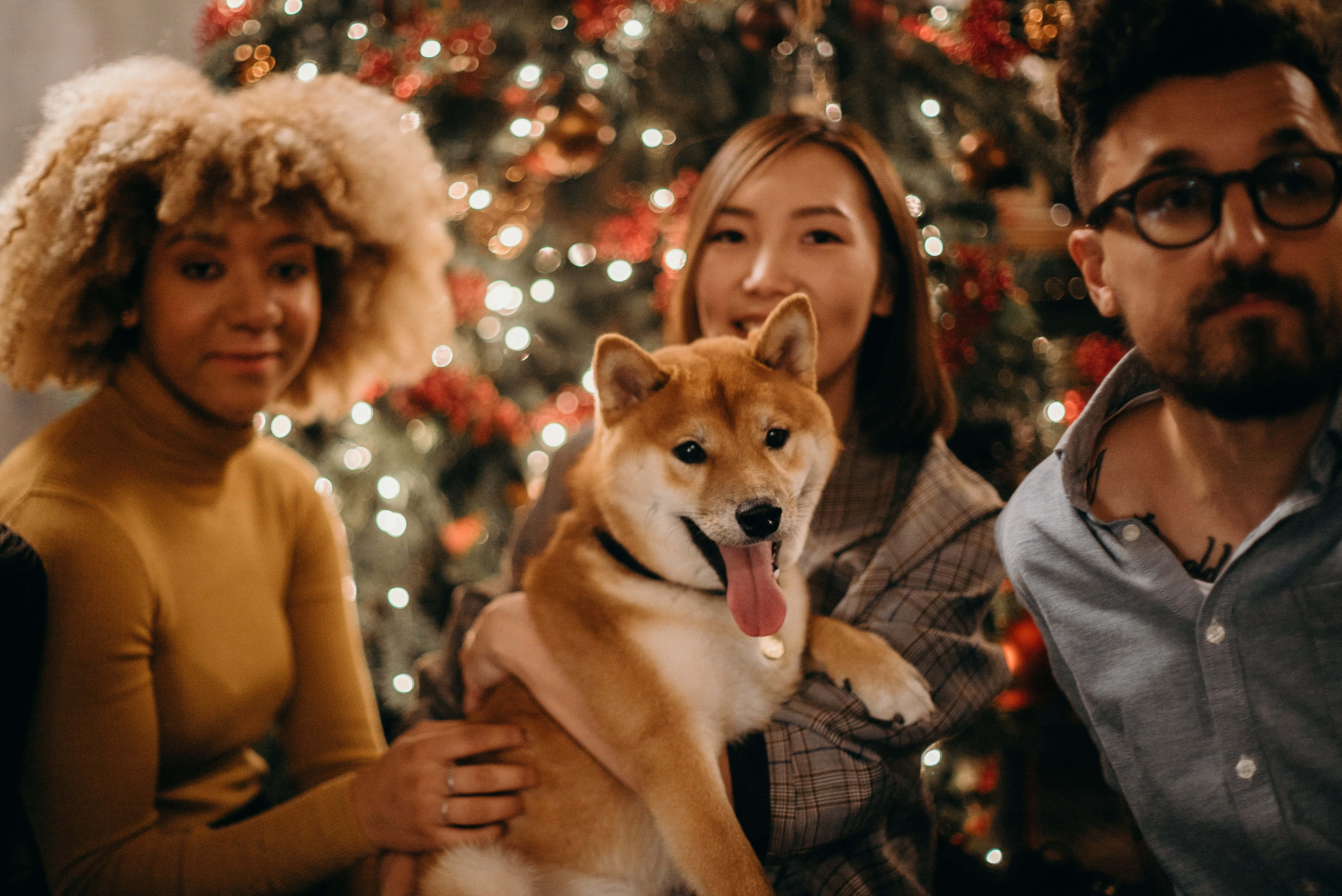 Christmas Dog 桌布 壁紙 — 三個人和一隻柴犬在閃爍的聖誕樹前溫暖地微笑，樹上掛著紅色裝飾。