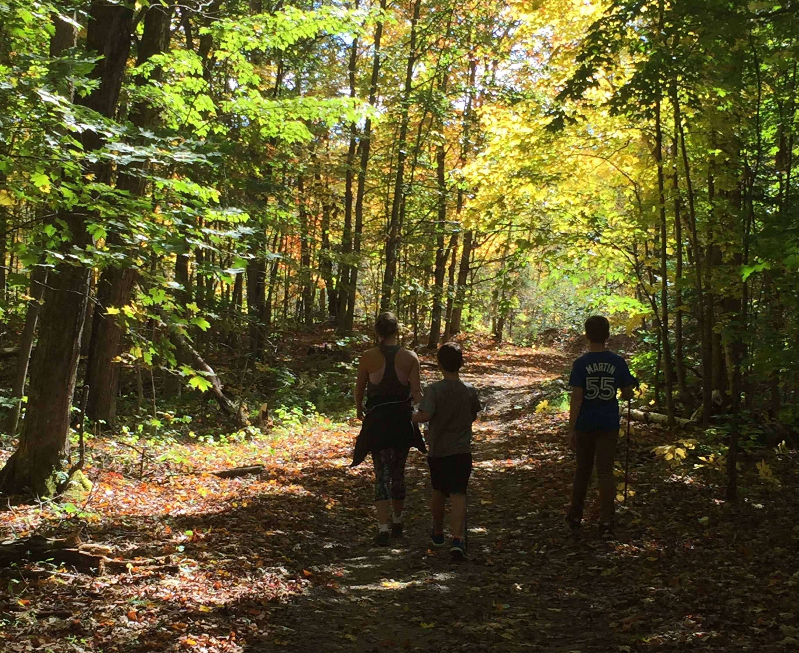 Fall Hikes 桌布 壁紙 — 三個人沿著一條陽光斑駁、鋪滿落葉的森林小徑行走。